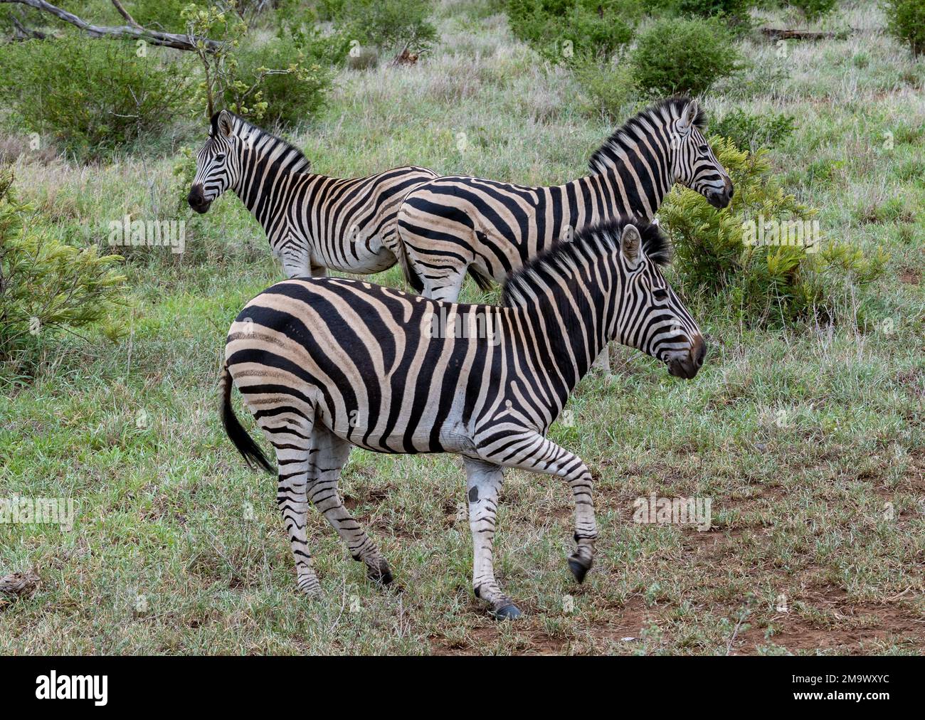 Tre pianure Zebras (Equus quagga) sulla savana. Kruger National Park, Sudafrica. Foto Stock