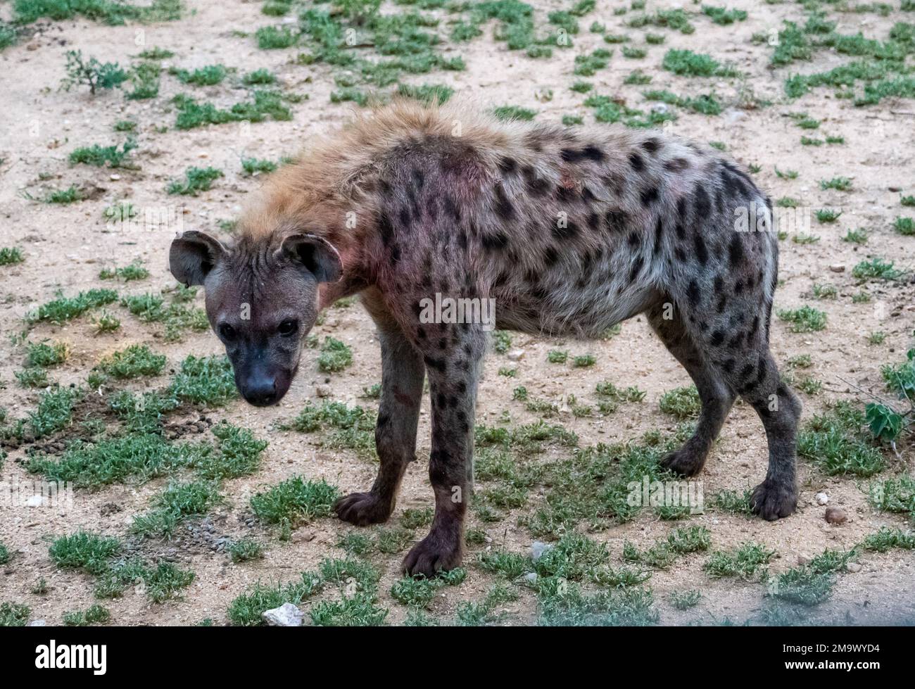 Un sangue colorato Spotted Hyena (Crocuta crocuta), o Laughing Hyena, nel cespuglio. Kruger National Park, Sudafrica. Foto Stock