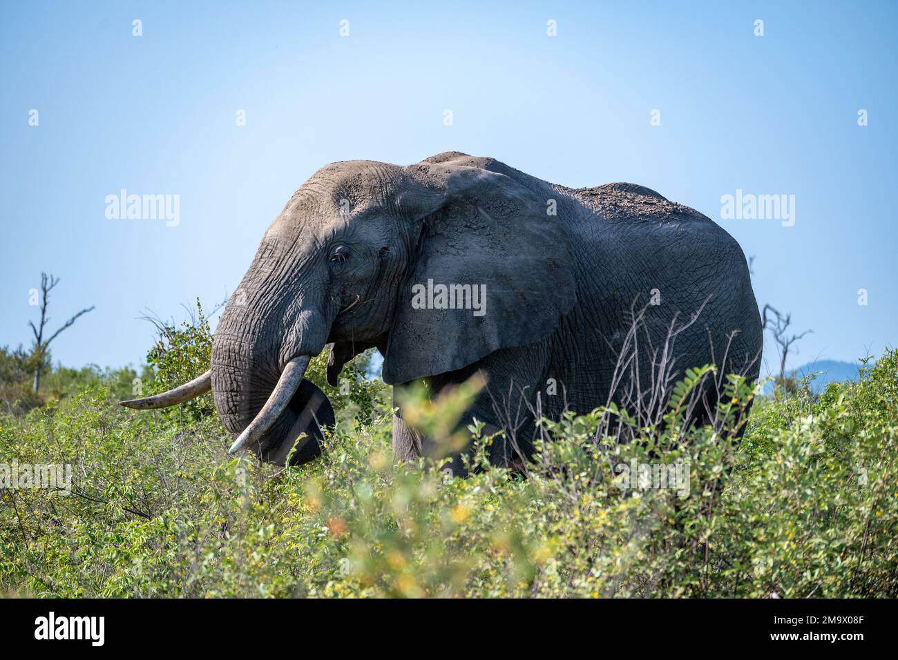 Un elefante africano di toro (Loxodonta africana) che si chiede in savana aperta. Kruger National Park, Sudafrica. Foto Stock