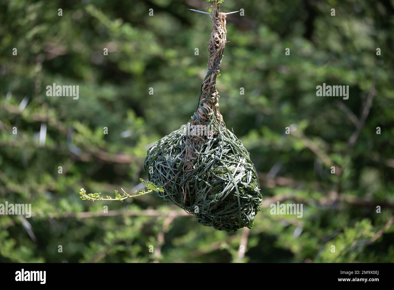 Nido di costruzione intricatissima di un uccello Masked Weaver del Sud (Ploceus velatus). Kruger National Park, Sudafrica. Foto Stock