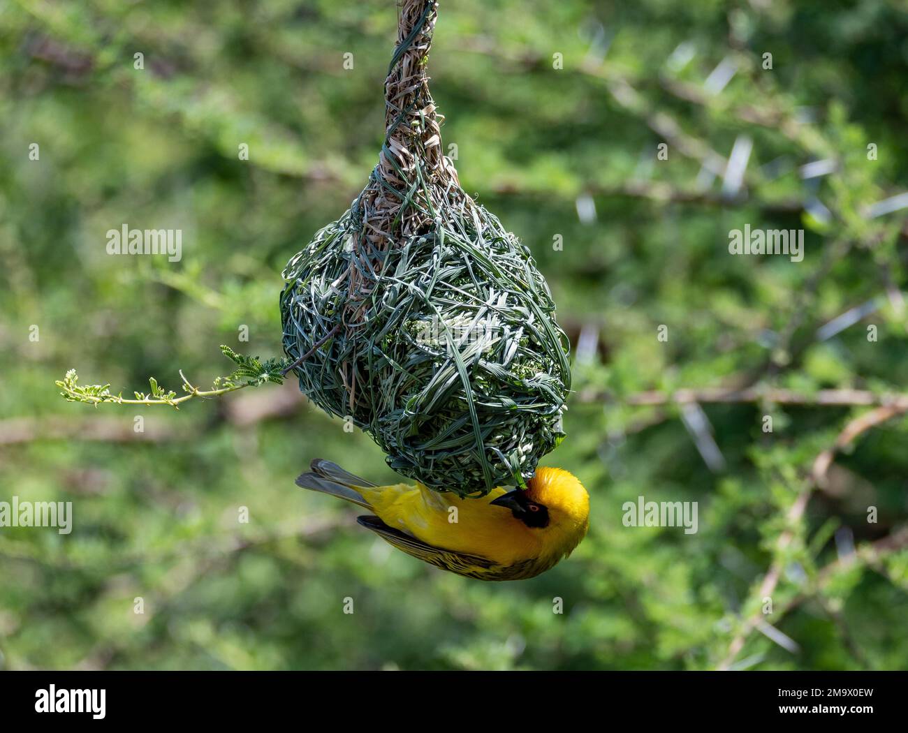 Un uccello Masked Weaver meridionale (Ploceus velatus) che costruisce un nido intricato. Kruger National Park, Sudafrica. Foto Stock