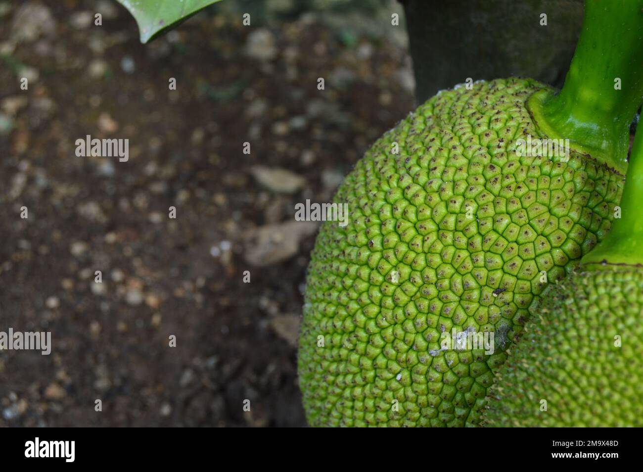 Primo piano ritratto di jackfruit verde appeso all'albero. Frutta giovane, fresca e verde. Foto Stock