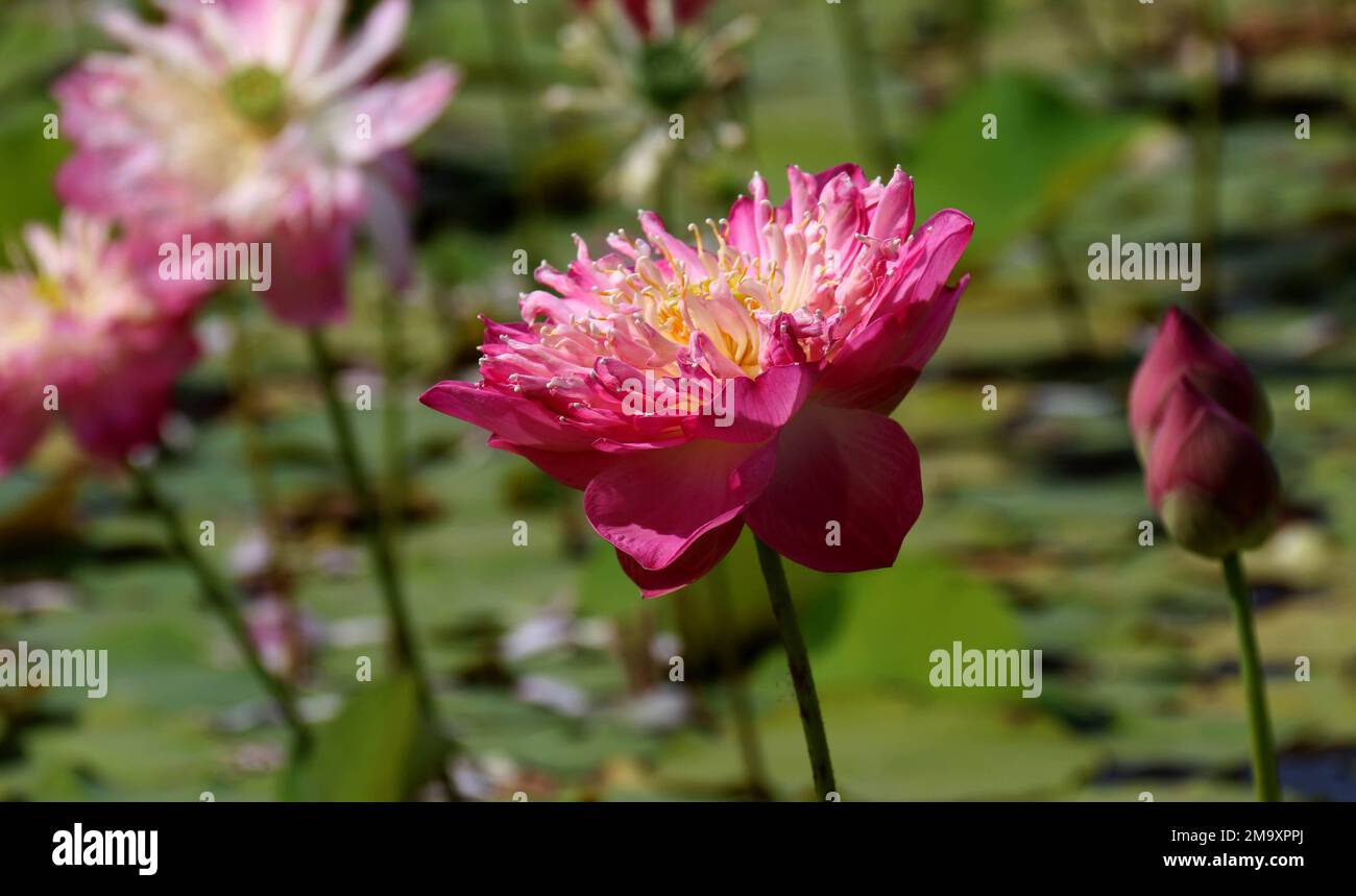Fiori nel mio giardino domestico, Sri Lanka Foto Stock