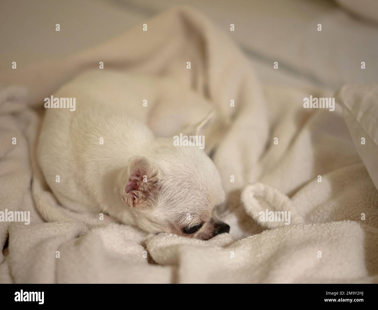 Un carino chihuahua sotto coperta in letto sognando sogni dolci. Foto Stock