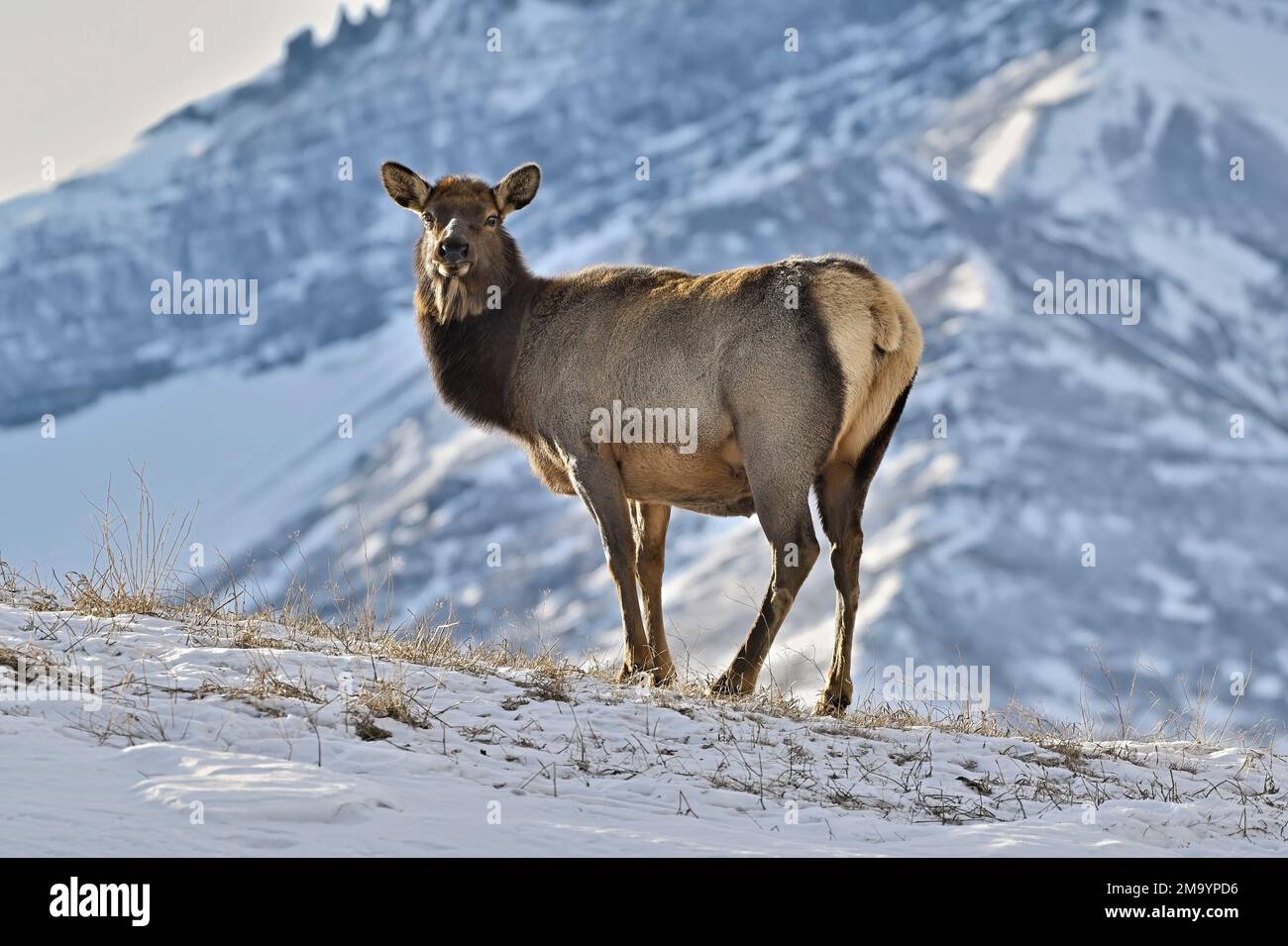 Una femmina Elk, 'Cervs elaphus', che sorge su una collina nelle montagne rocciose dell'Alberta Canada Foto Stock