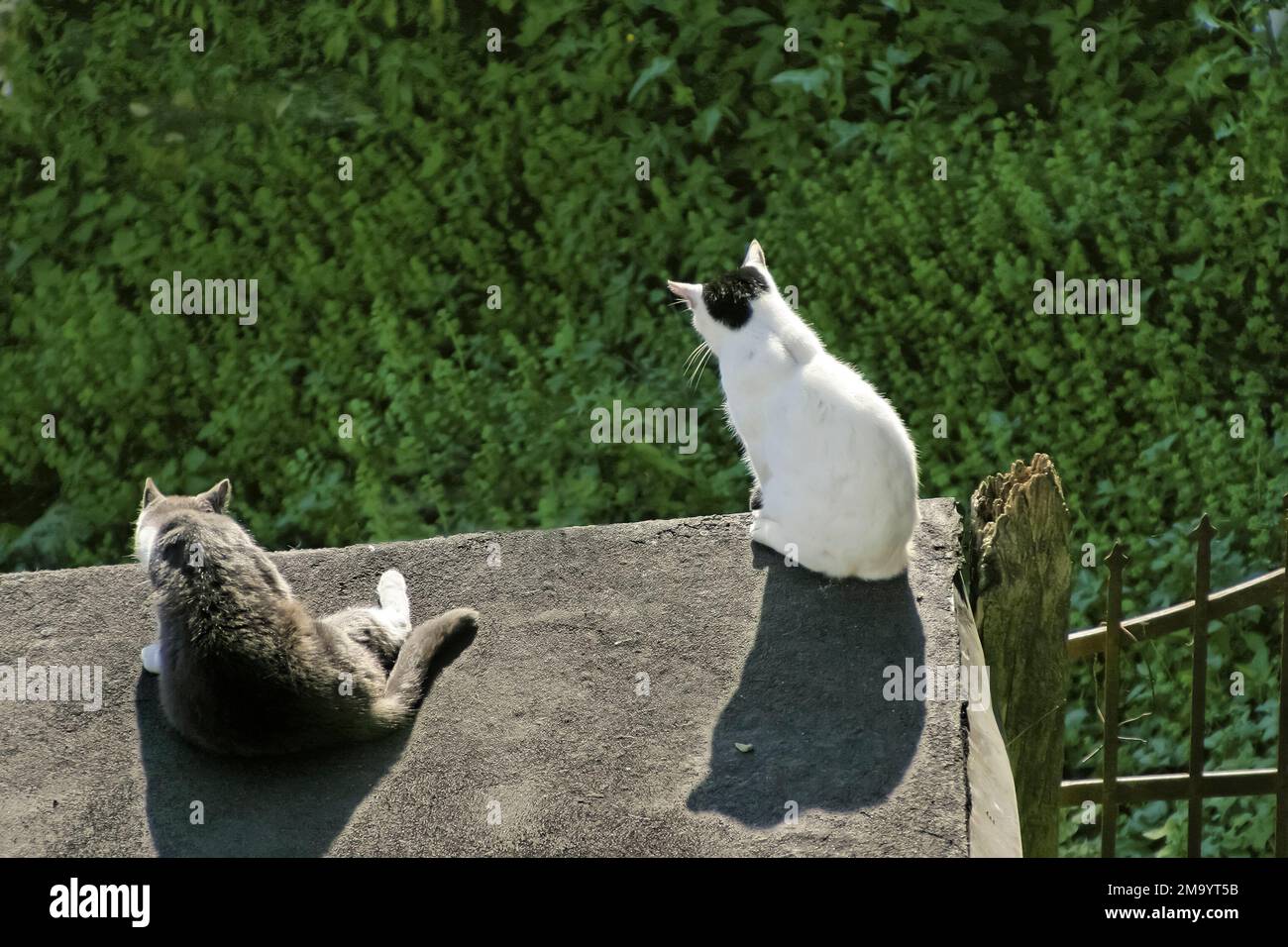Due gatti toscani che guardano dal balcone della valle, Montefiore, Toscana, Italia Foto Stock
