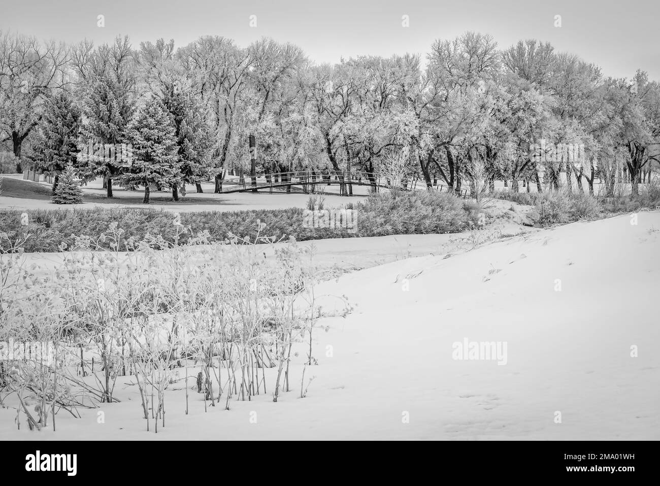 Rime Ice creare una scena invernale sul campo da golf Elmwood a Swift Current, Saskatchewan Foto Stock