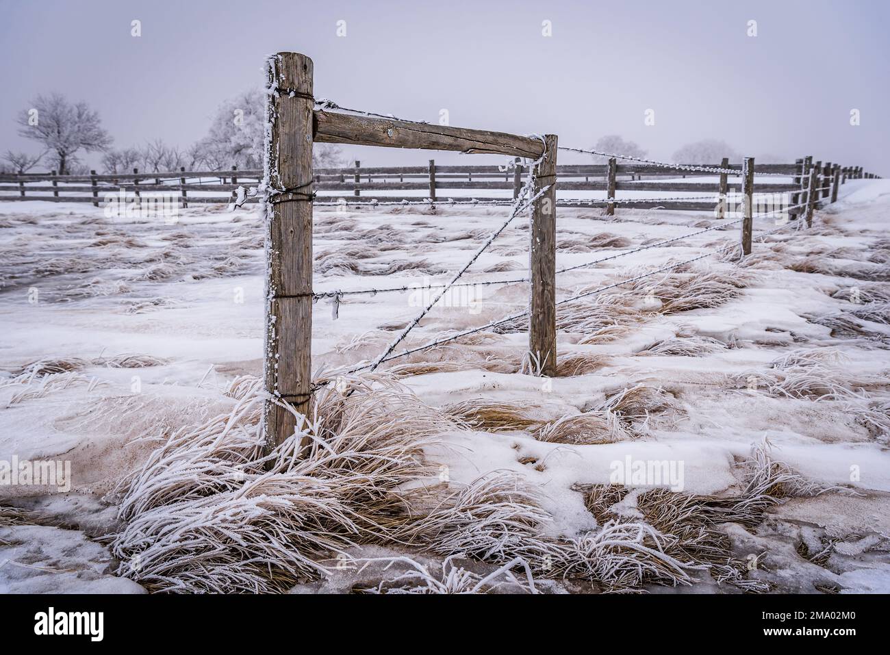 Rime ghiaccio gelo che copre i pali spinati filo spinato recinzione nella campagna Saskatchewan Foto Stock