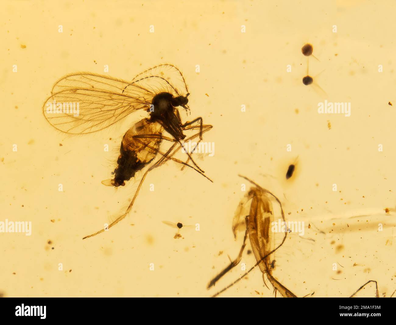Primo piano di una specie estinta di mosca di scolo (Palaeoparasycorax suppus) conservata all'interno di un pezzo di 99 milioni di anni di ambra birmana (albero fossilizzato Foto Stock