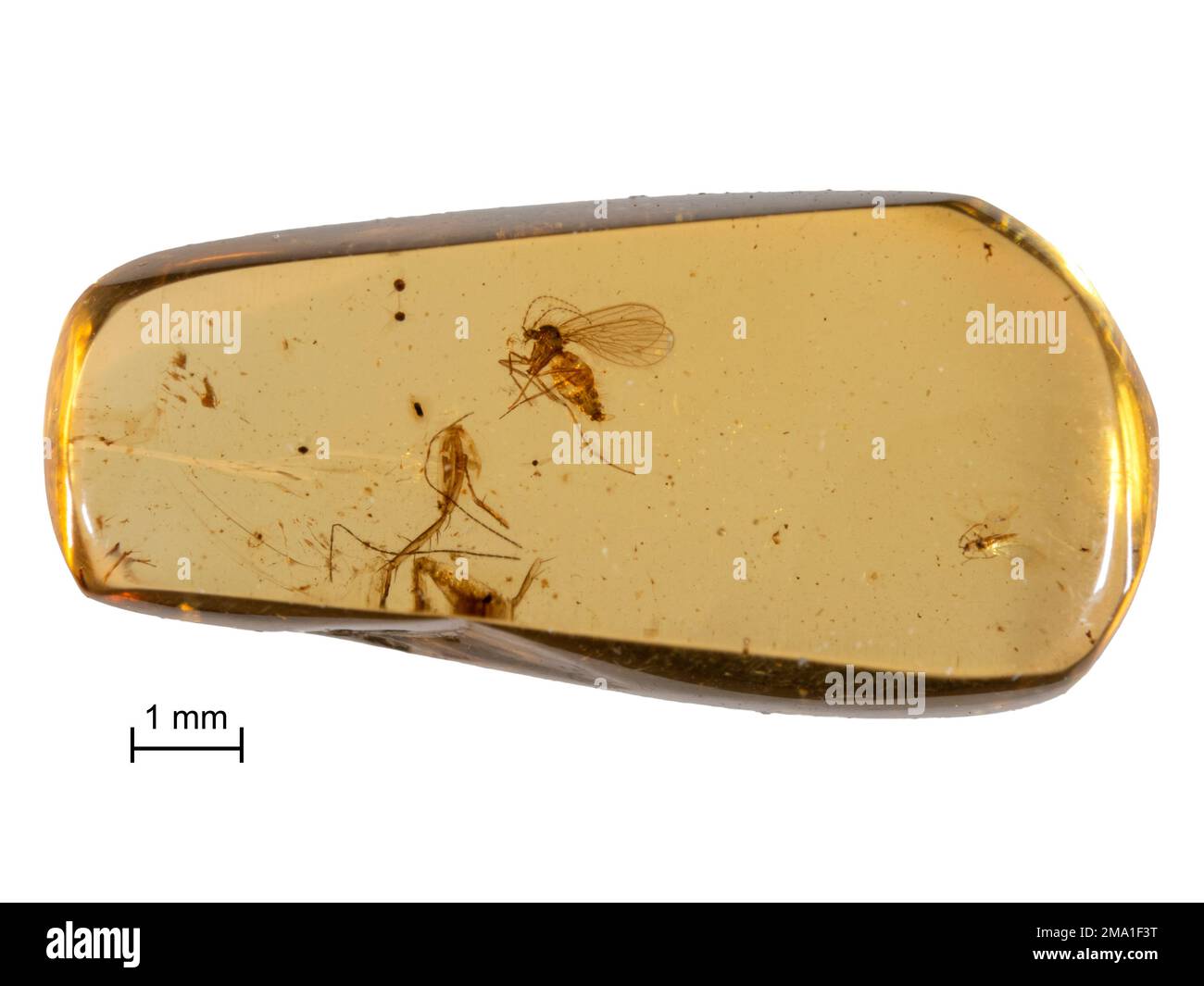 Pezzo di ambra birmana di 99 milioni di anni (burmite) contenente un esemplare di una specie estinta di mosca di scolo (Palaeoparasycorax suppus) Foto Stock