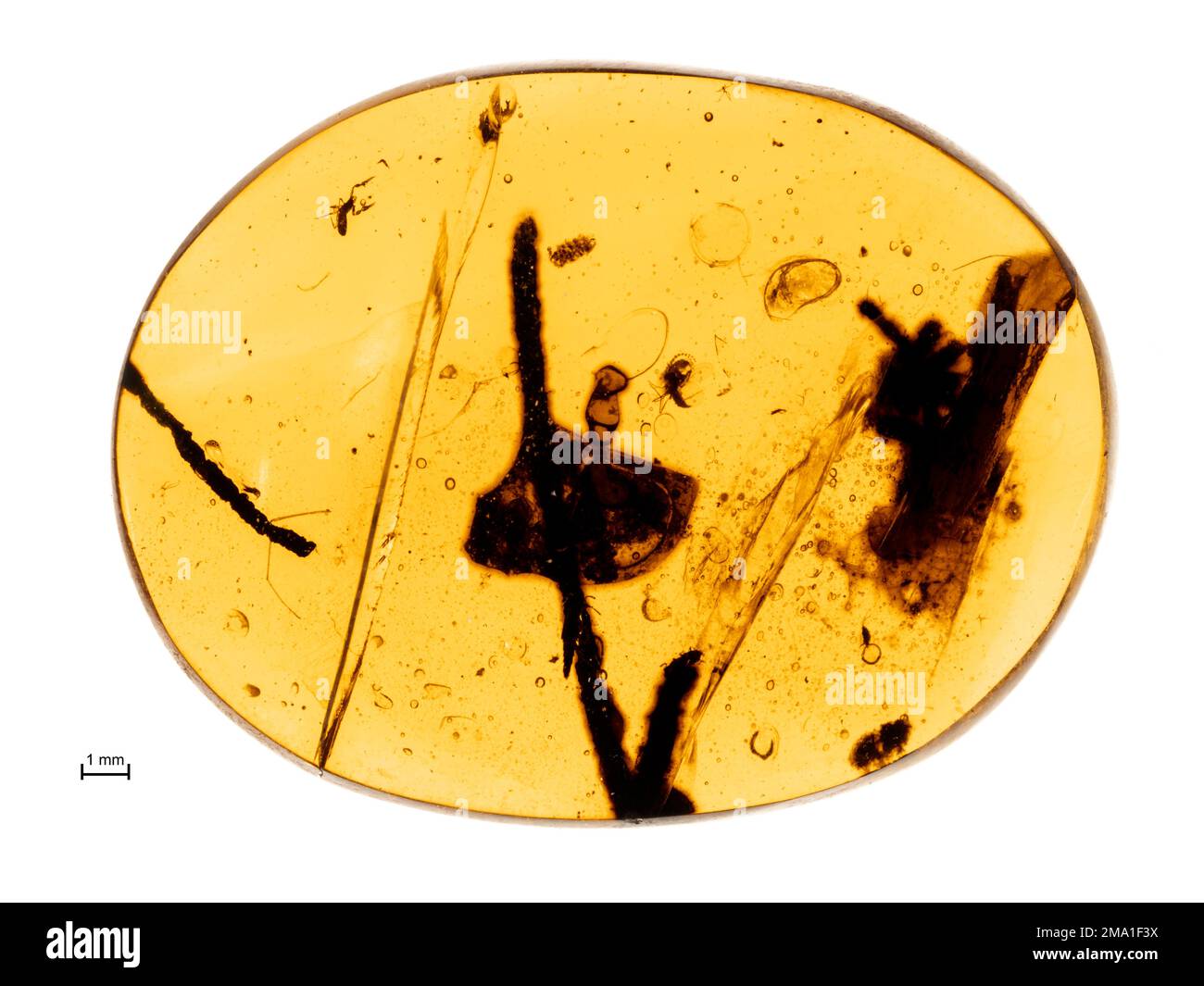 Pezzo di 99 milioni di anni di ambra birmana (burmite) con detriti vegetali e un piccolo pseudoscorpione conservato all'interno Foto Stock