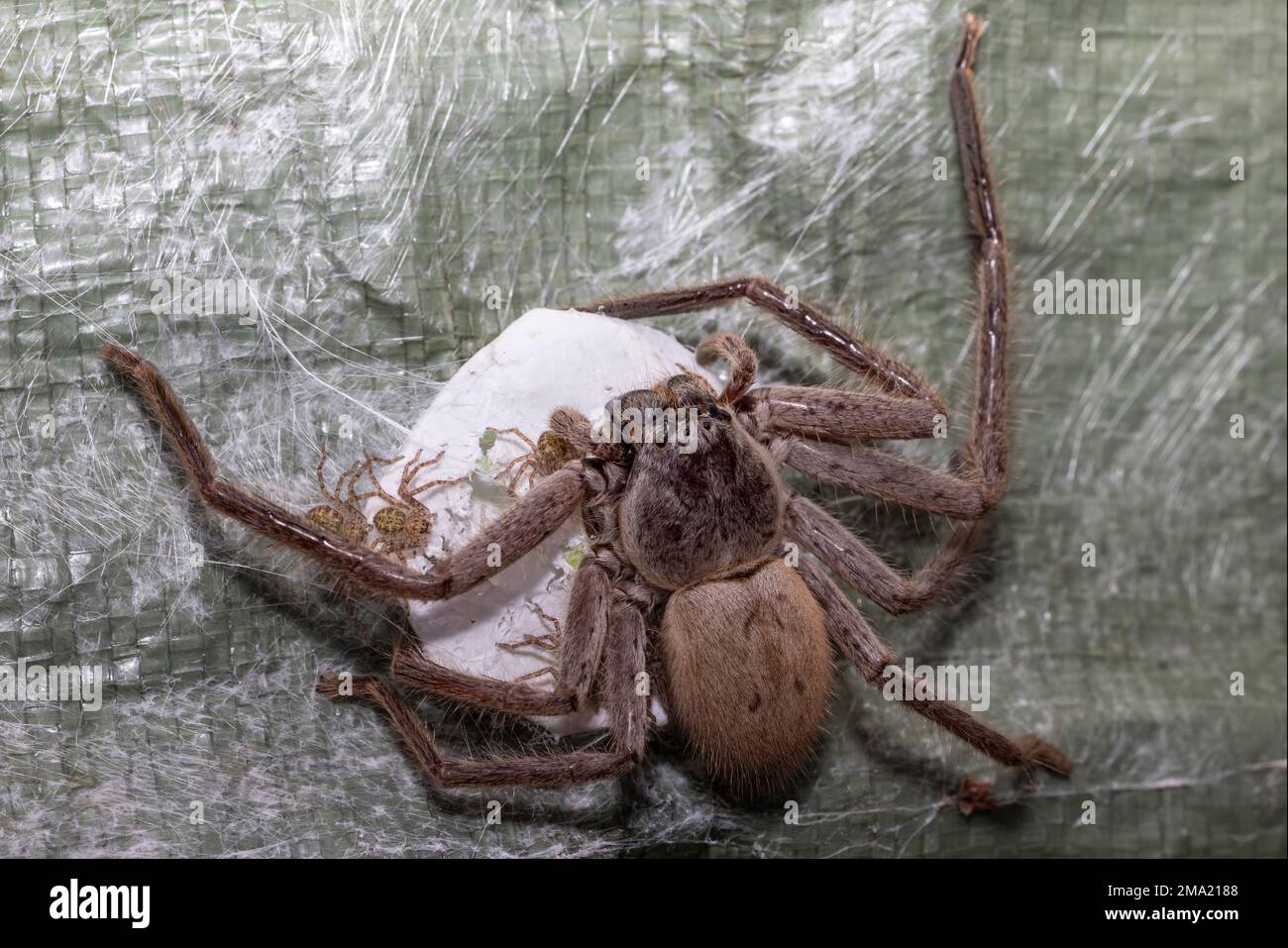 Huntsman Spider con sacco a uovo e ragni da cova Foto Stock
