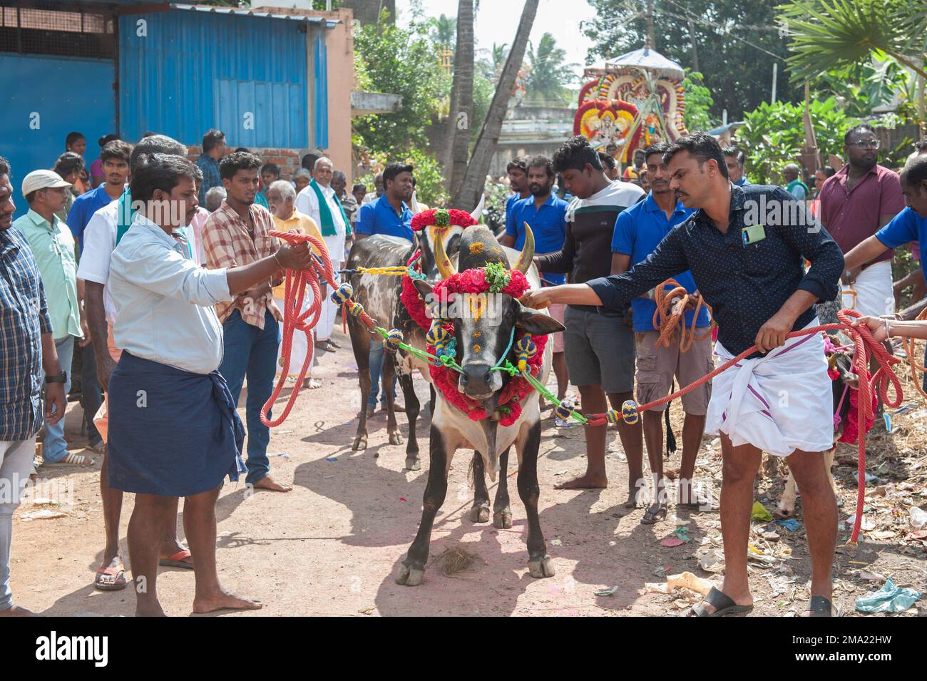 Kuilapalayam, India - 17th gennaio 2023: Pongal Festival. Il vestirsi delle mucche prima della parata e la corsa. Foto Stock