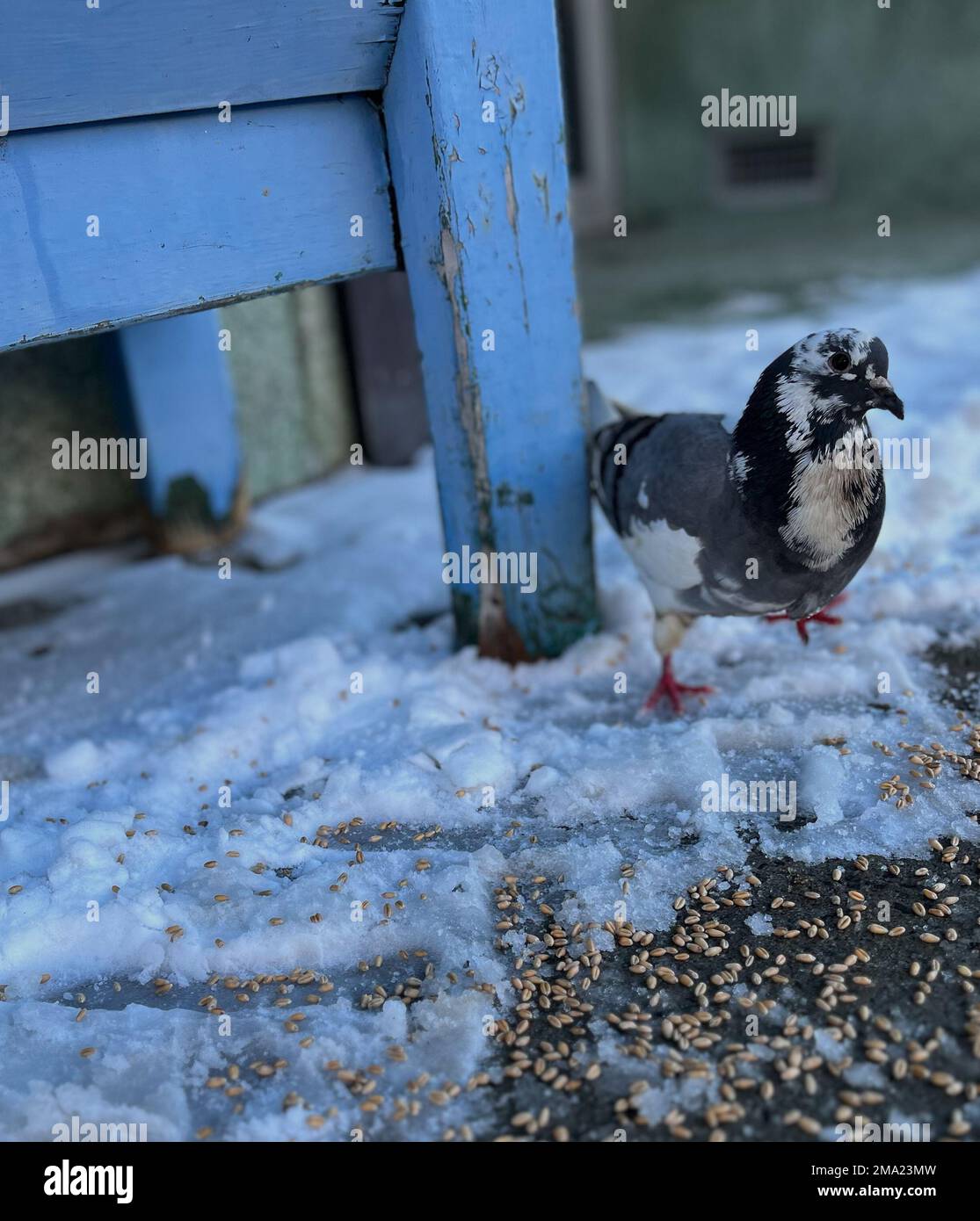 Pigeon in piedi nella neve vicino a una panchina blu chiaro in una giornata fredda. Foto Stock