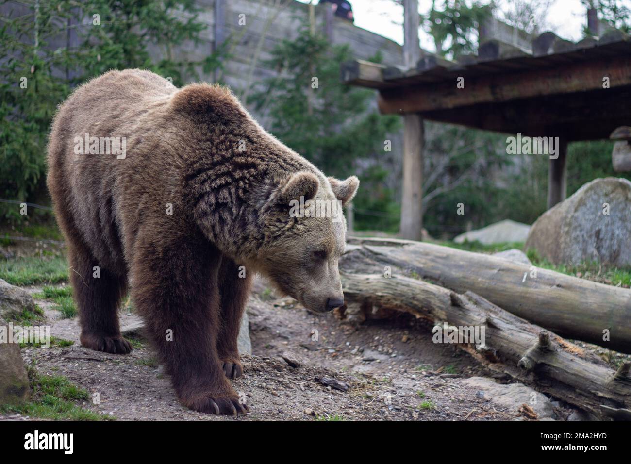 orso bruno nello zoo Foto Stock