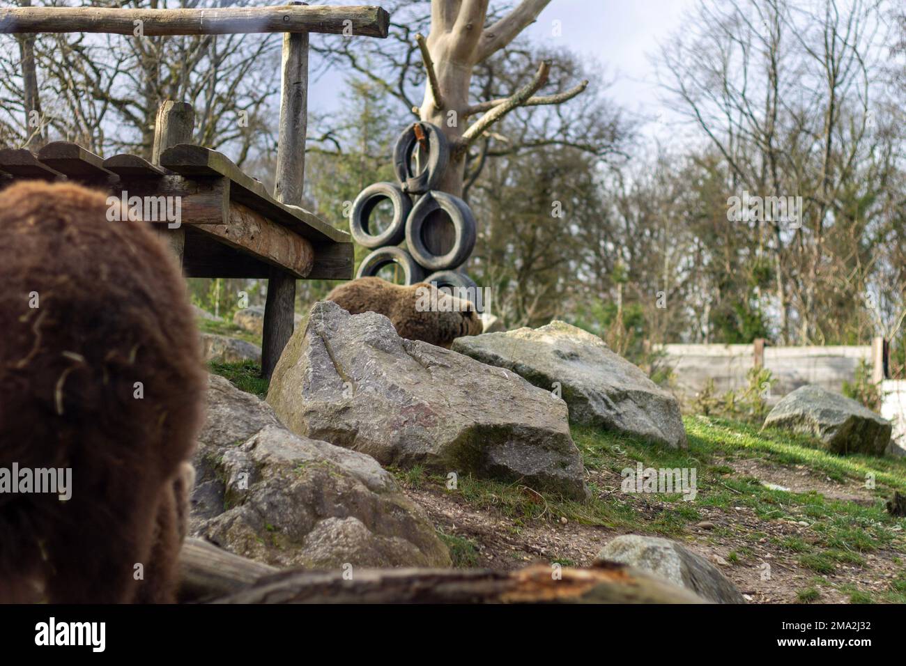 orso bruno nello zoo Foto Stock