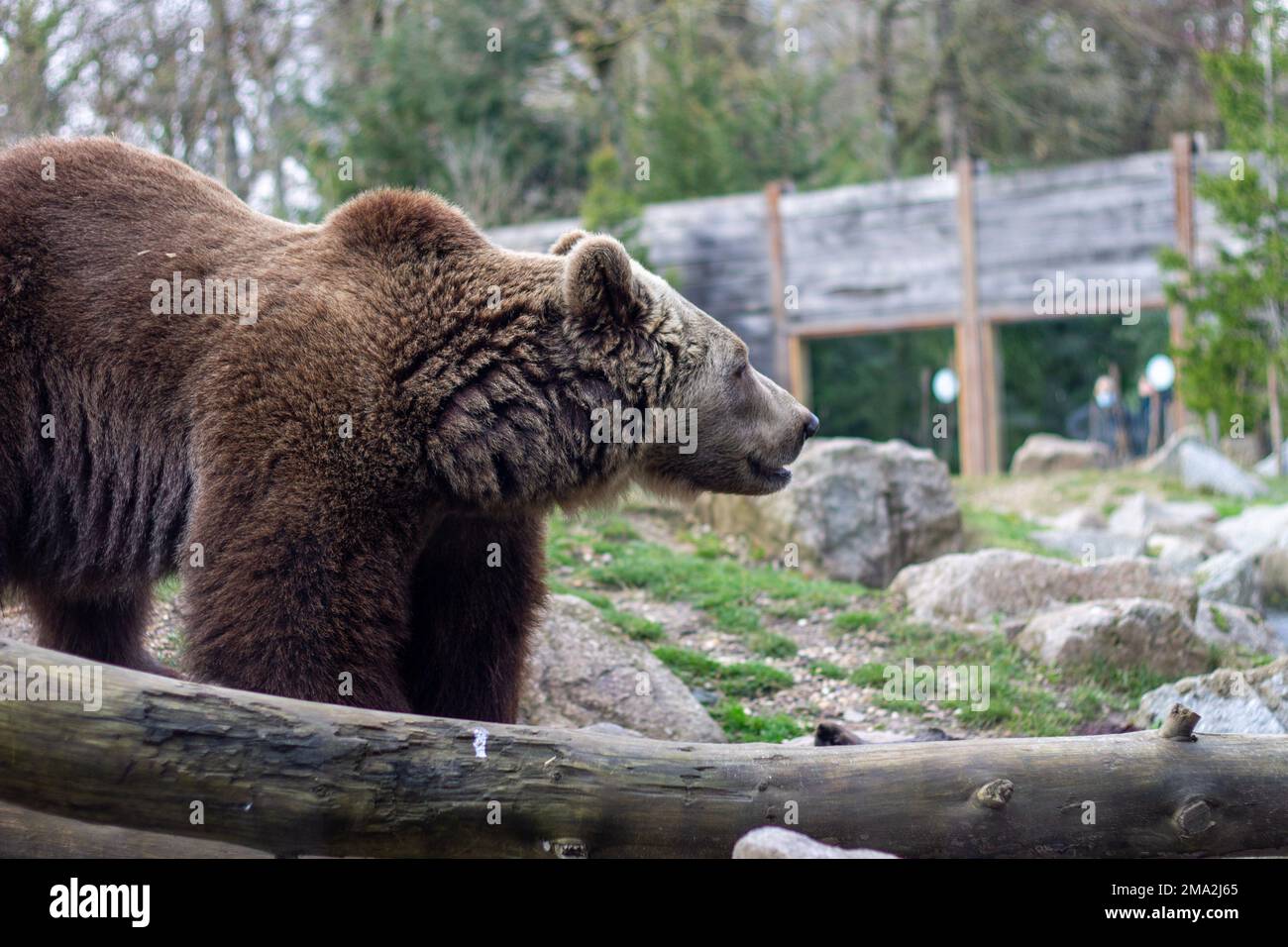 orso bruno nello zoo Foto Stock