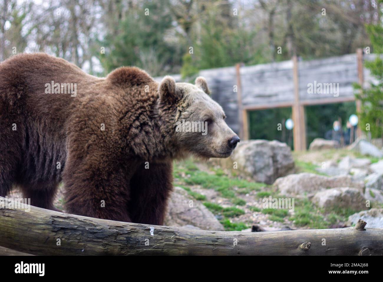 orso bruno nello zoo Foto Stock