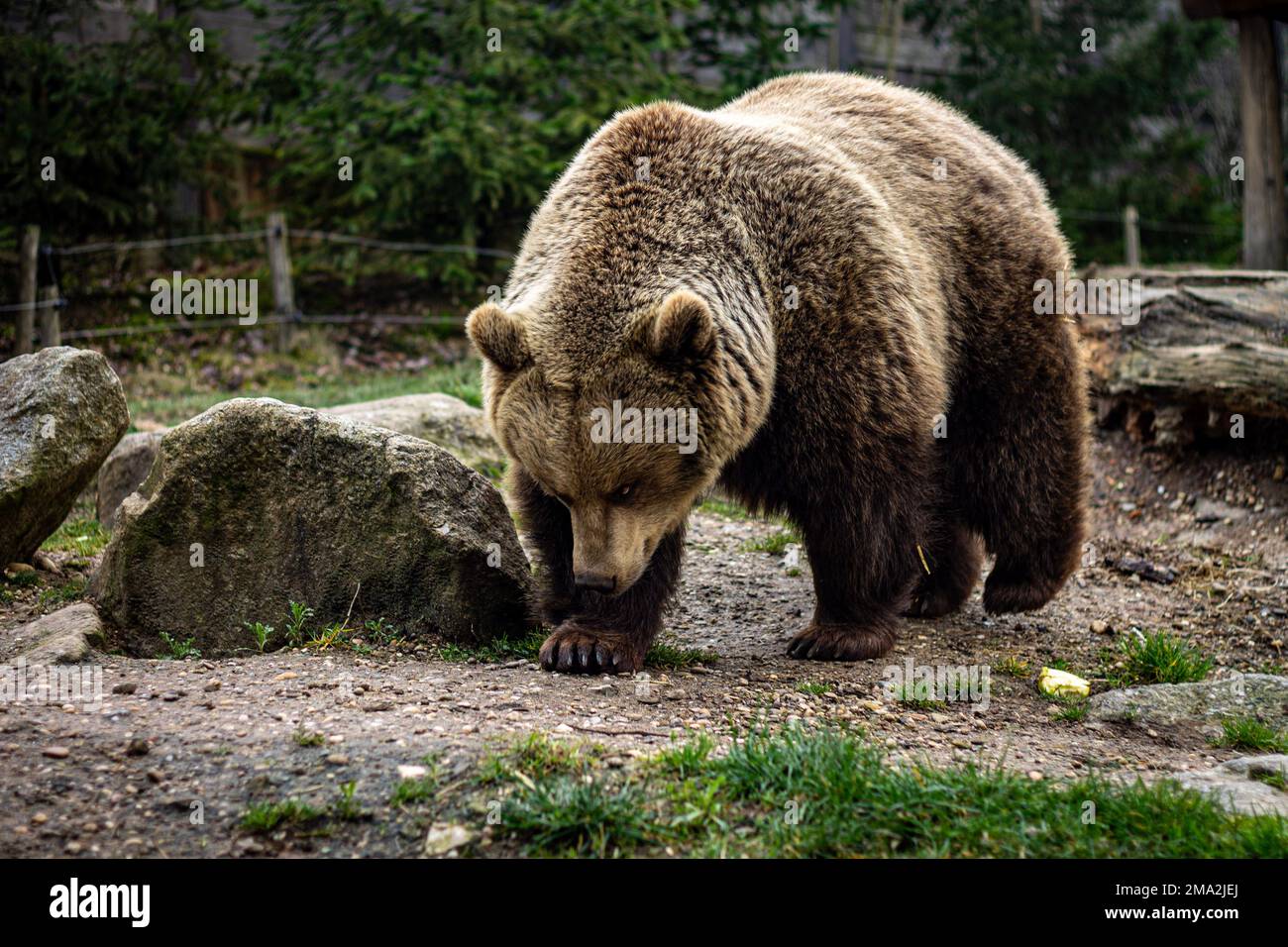 orso bruno nello zoo Foto Stock