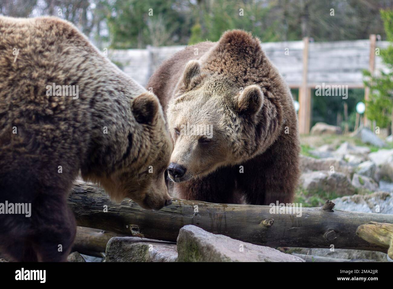 orso bruno nello zoo Foto Stock