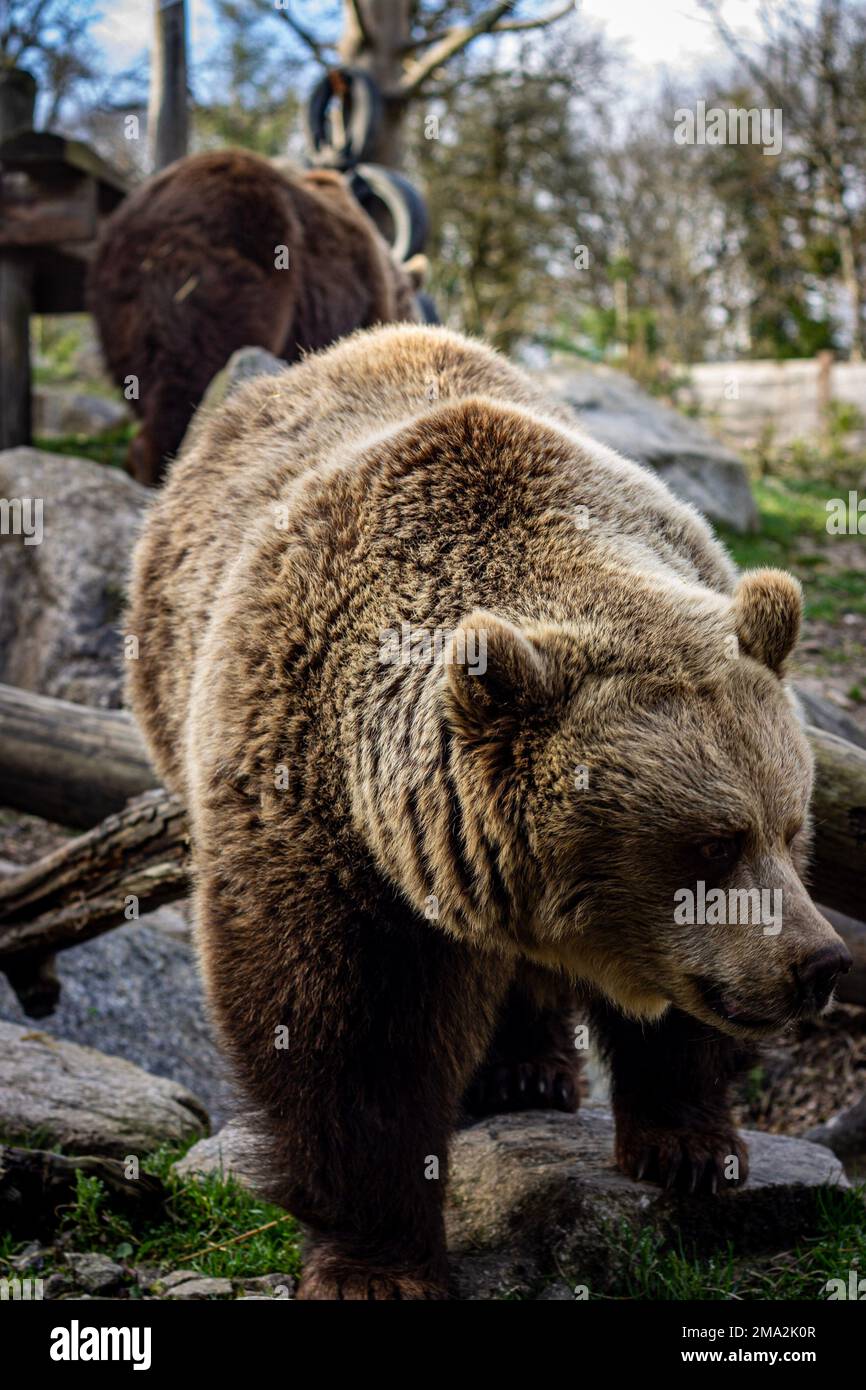 orso bruno nello zoo Foto Stock