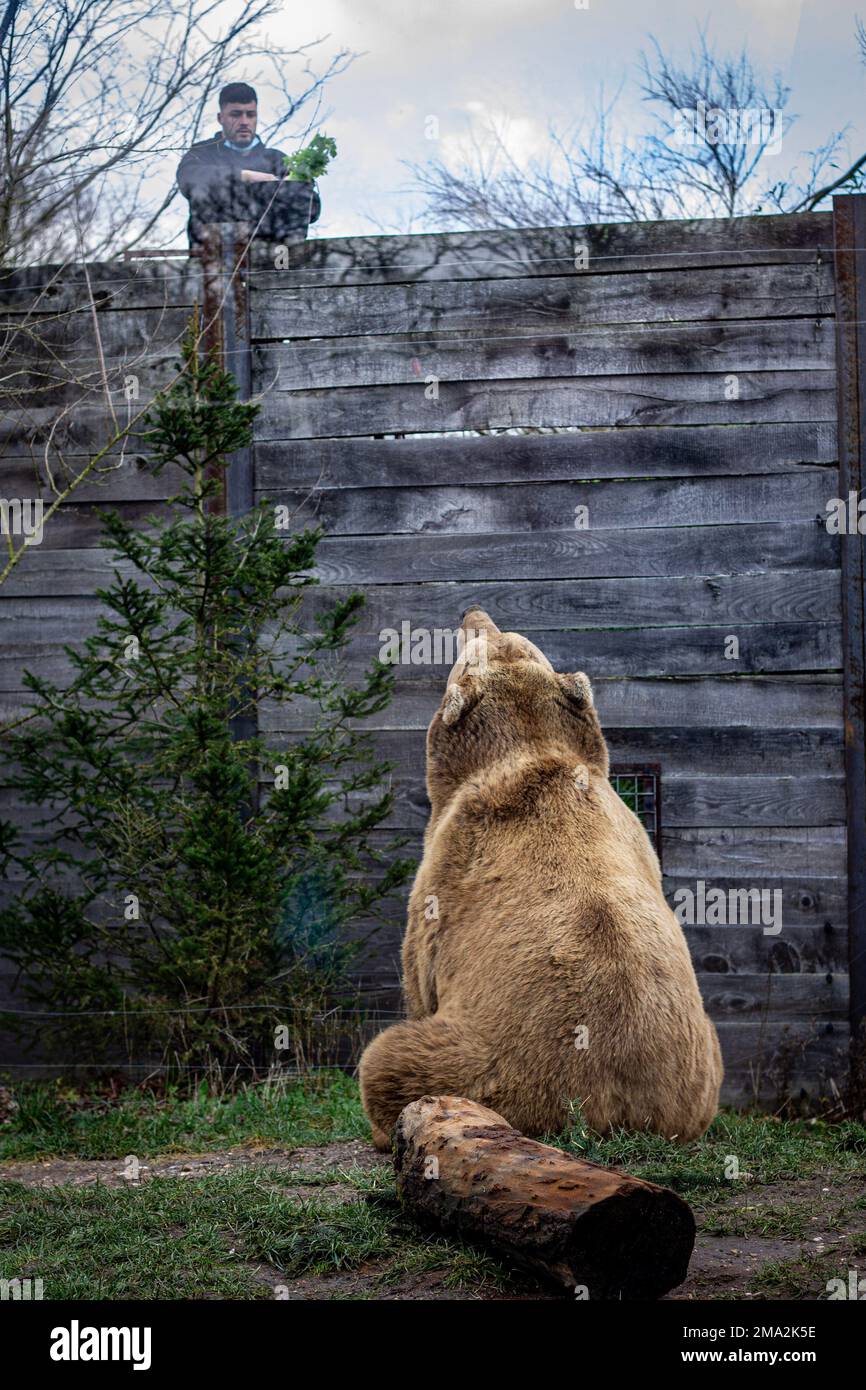 orso bruno nello zoo Foto Stock