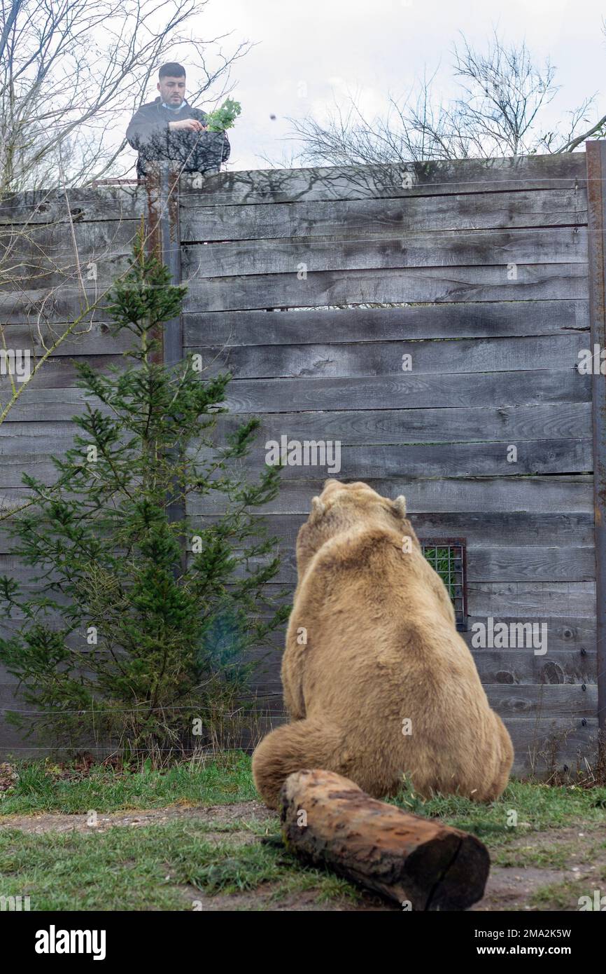 orso bruno nello zoo Foto Stock