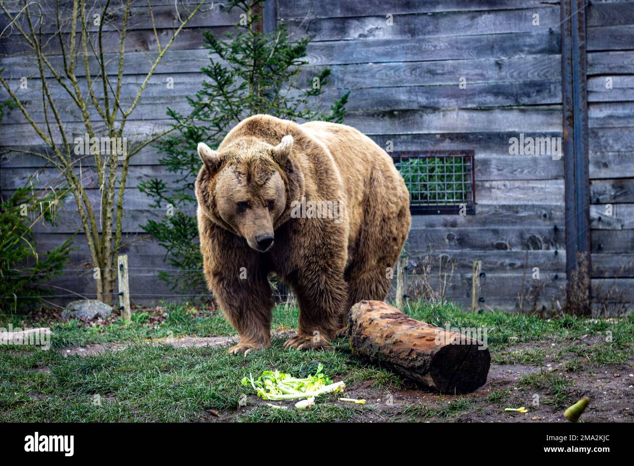 orso bruno nello zoo Foto Stock