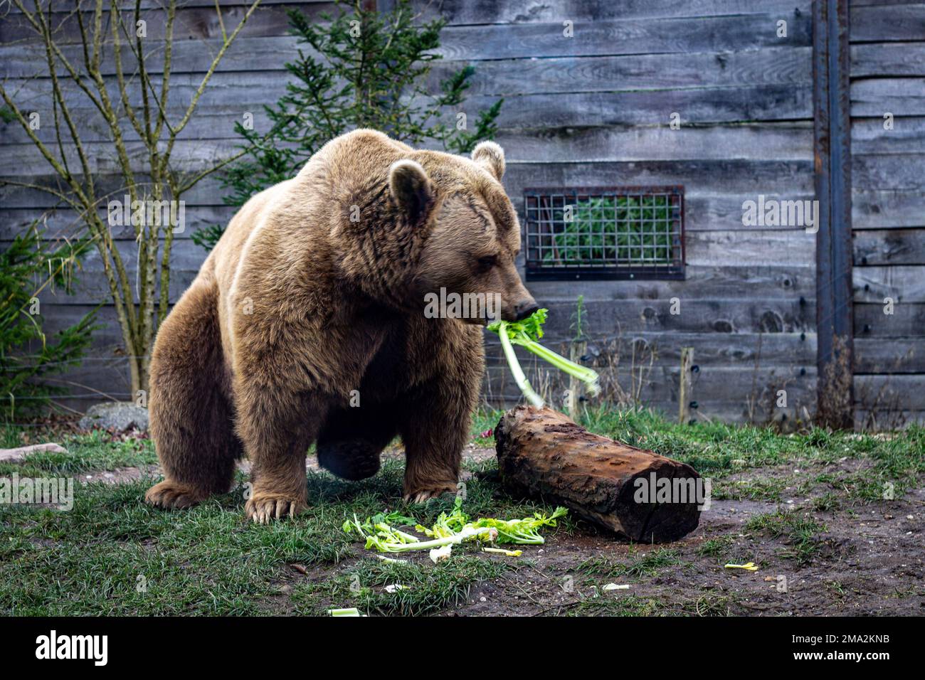 orso bruno nello zoo Foto Stock