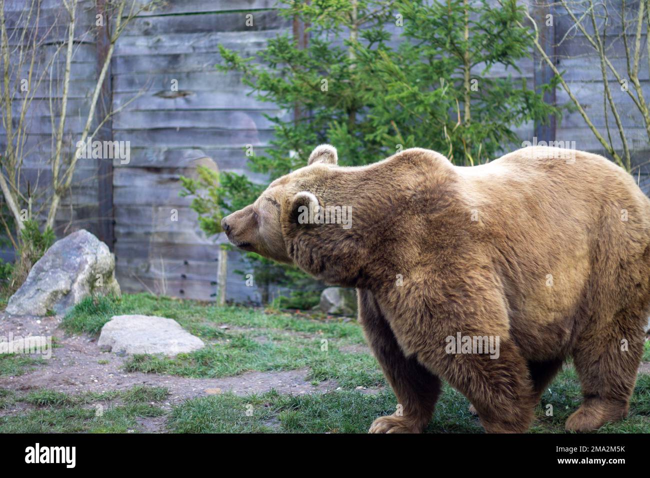 orso bruno nello zoo Foto Stock