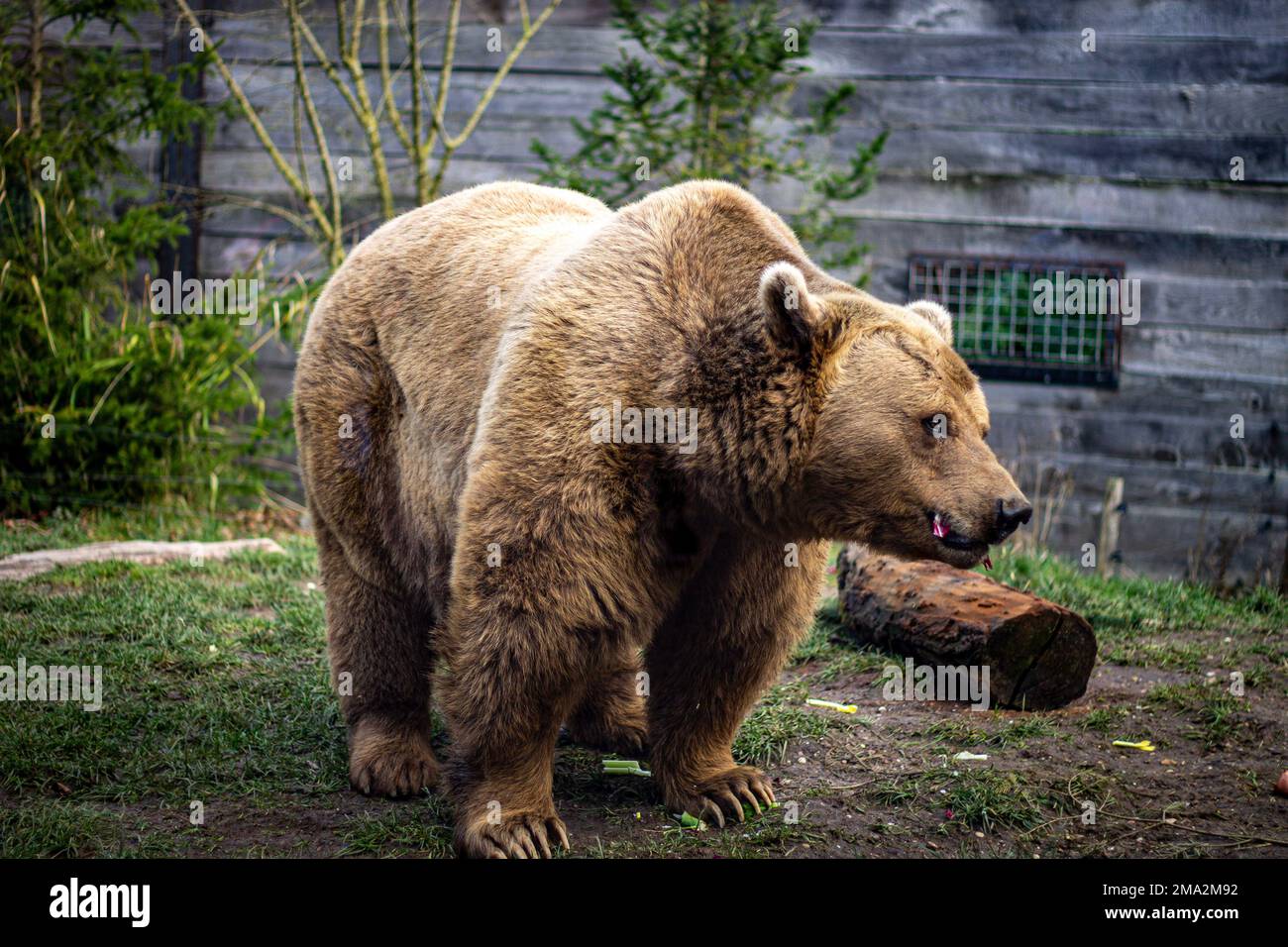 orso bruno nello zoo Foto Stock