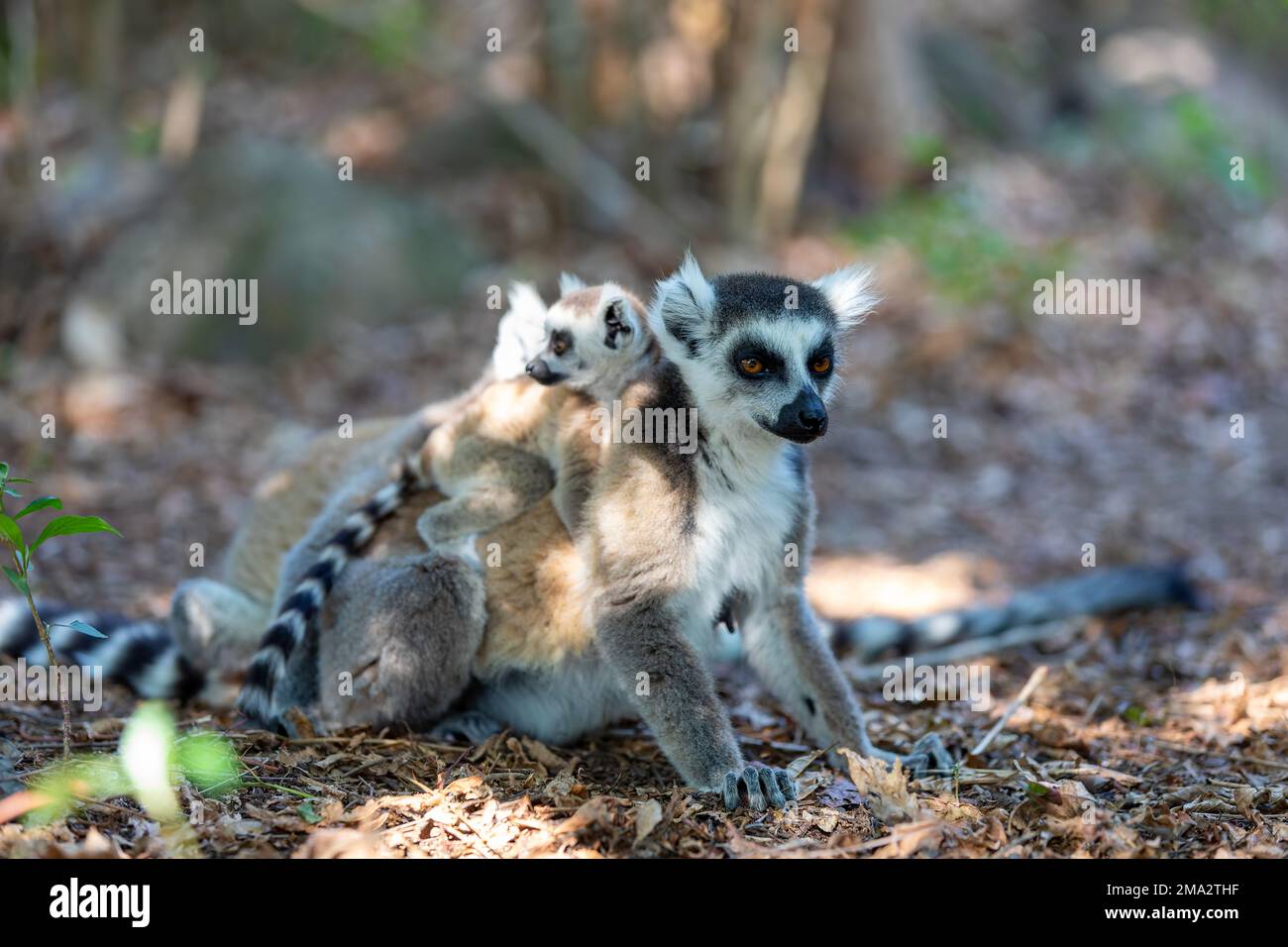 Lemur a coda di rondine (Lemur catta), madre con bambino in schiena seduta su pietra. Animale endemico in pericolo di estinzione nella riserva della comunità di Anja, Madagascar fauna selvatica e Foto Stock