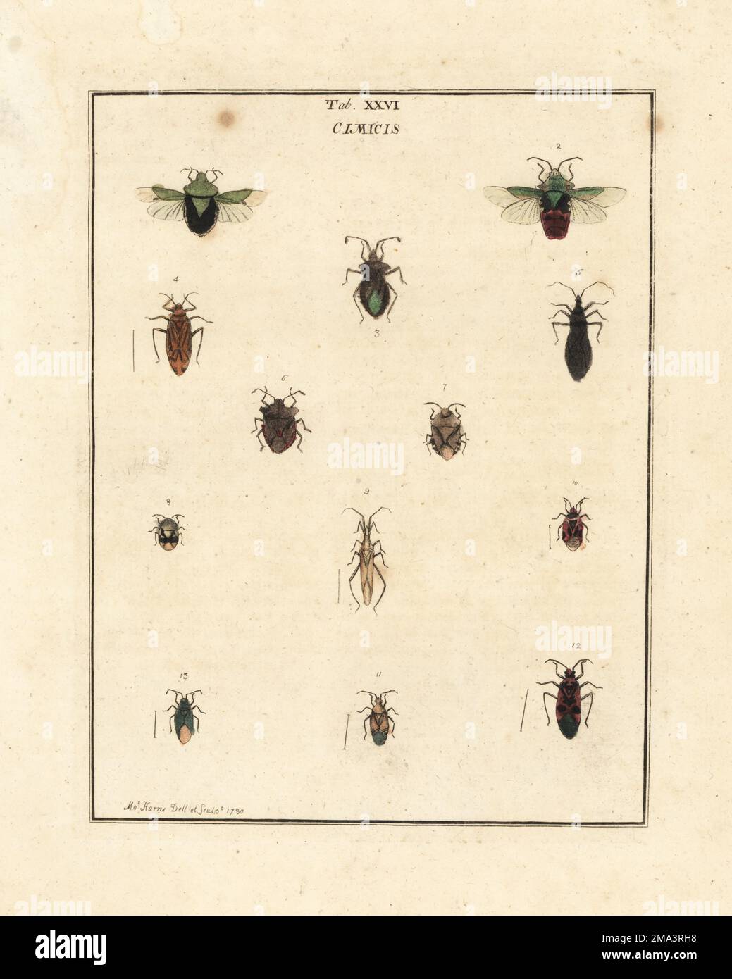 Specie di insetti parassiti e di scudo. Bug scudo verde meridionale, Nezara viridula 1, bug pianta, Lygocoris pabulinus 2, Neides tipularius 3, Rhabdomiris striatello 4, cacciatore mascherato, Reduvio personatus 5, schermo a zampe rosse, Pentatoma rufipes 6, Stenodema laevigata 7, Tritomegas bicolor 8, Stenodema laevigata 9, pianta bug, Deraeocoris ruber 10, 11, bug rosso fuoco, Pyrhocoris apterus 12, e Placochilus seladonicus 13. Hemiptera. Cimex. Cimicidae. Incisione in copperplate a mano disegnata e incisa da Moses Harris dalla sua esposizione di insetti inglesi, comprese le diverse classi di NE Foto Stock