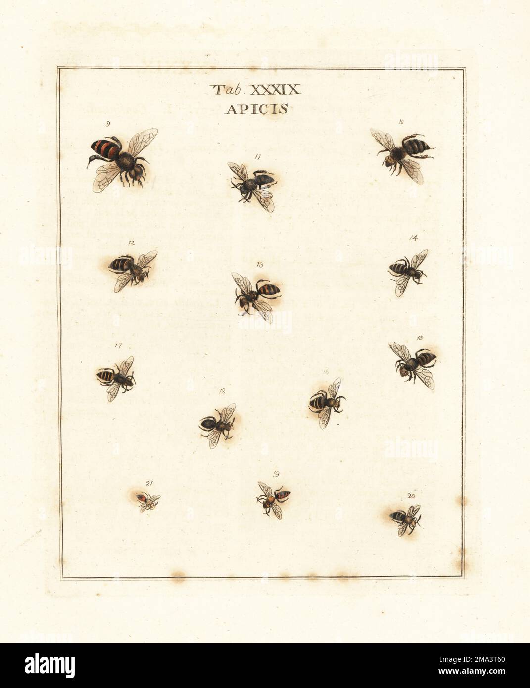 Api mellifera europea, Apis mellifera m 9, f 10, A. fortis 11, api di ...