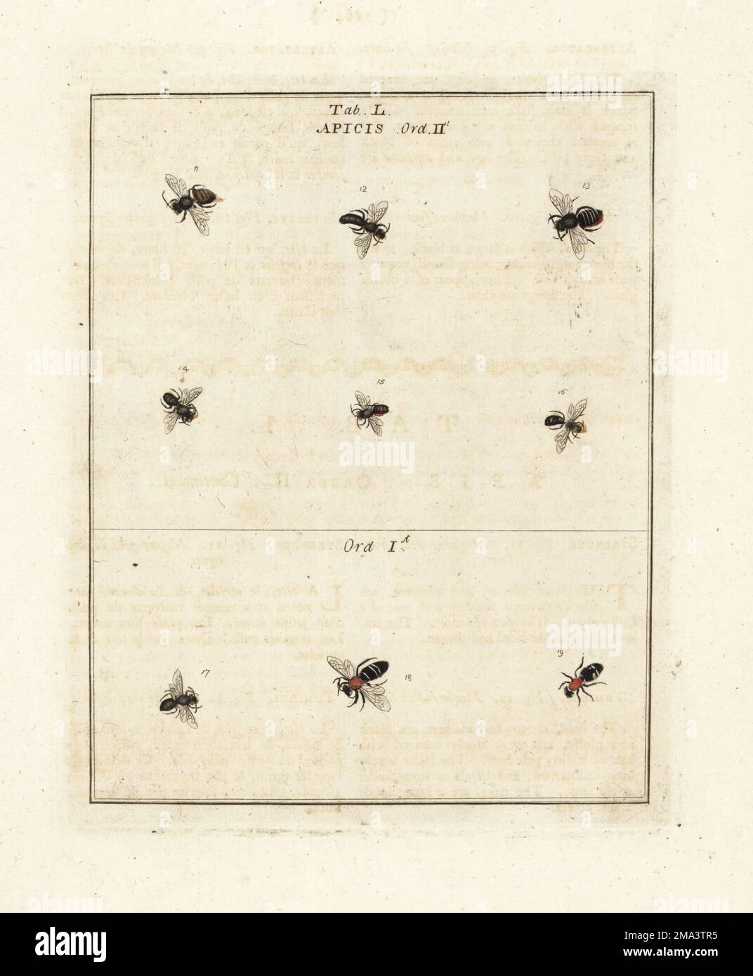 Ape di muratore rossa, Osmia bicornis 11, ape di forbice grande, Chelostoma florisomne 12, ape di cardi grande, Bombus muscorum 14, ape di muratore con ventilazione arancione, Osmia leaiana 15, 16 e altre api. Apis strenuus, tumidus, fastosus, impavidus, tacitus, melodes, derisor, europa, simile. Incisione su copperplate a mano disegnata e incisa da Moses Harris dalla sua esposizione di insetti inglesi, comprese le diverse classi di Neuroptera, Hymenoptera, Diptera, o Bees, Flies e Libellulae, White and Robson, Londra, 1782. Foto Stock