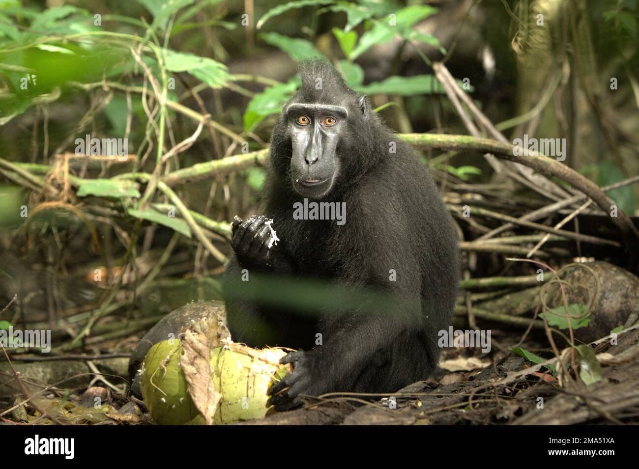 Un macaco sulawesi con cresta nera (Macaca nigra) che mangia frutta di cocco mentre è seduto sul pavimento della foresta in un habitat naturale: La foresta di Tangkoko nel Nord Sulawesi, Indonesia. Piantare alberi da frutto nell'area tra la foresta e il paesaggio agricolo contribuirebbe a ridurre i conflitti tra scimmie e umani, secondo Reyni Palohoen, coordinatore del progetto di Selamatkan Yaki (Save Yaki) nell'aprile 2021, rispondendo alla 'invasione di scimmie' delle terre agricole nella reggenza di Minahasa del Sud, Sulawesi del Nord, Indonesia. Foto Stock
