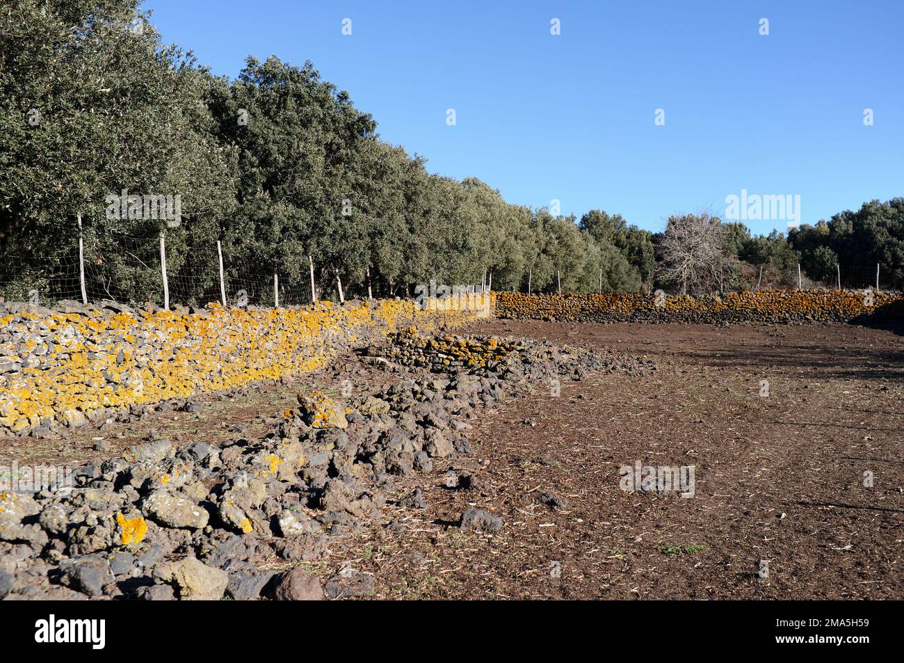 Vecchio muro di pietra a secco penna animali coperti da colorati licheni in Sicilia, Parco Nazionale dell'Etna, Italia Foto Stock