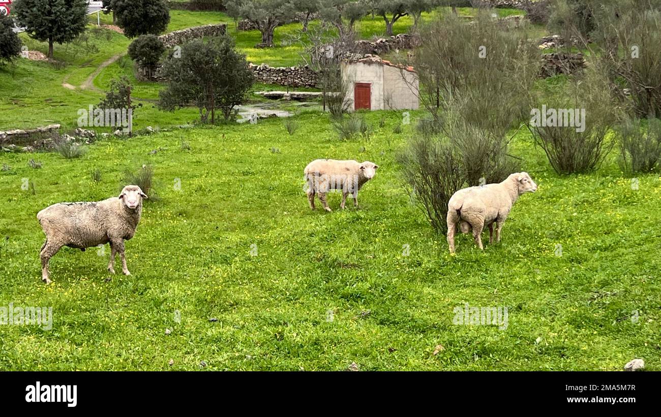 Pecora nel prato dell'Estremadura Foto Stock