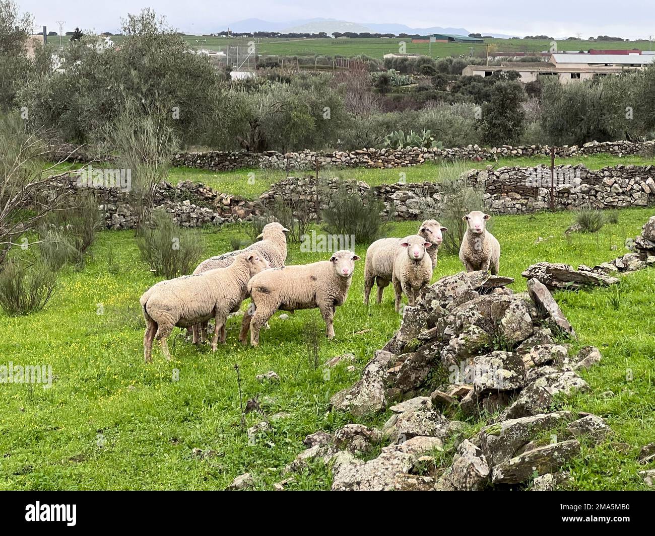 Pecora nel prato dell'Estremadura Foto Stock