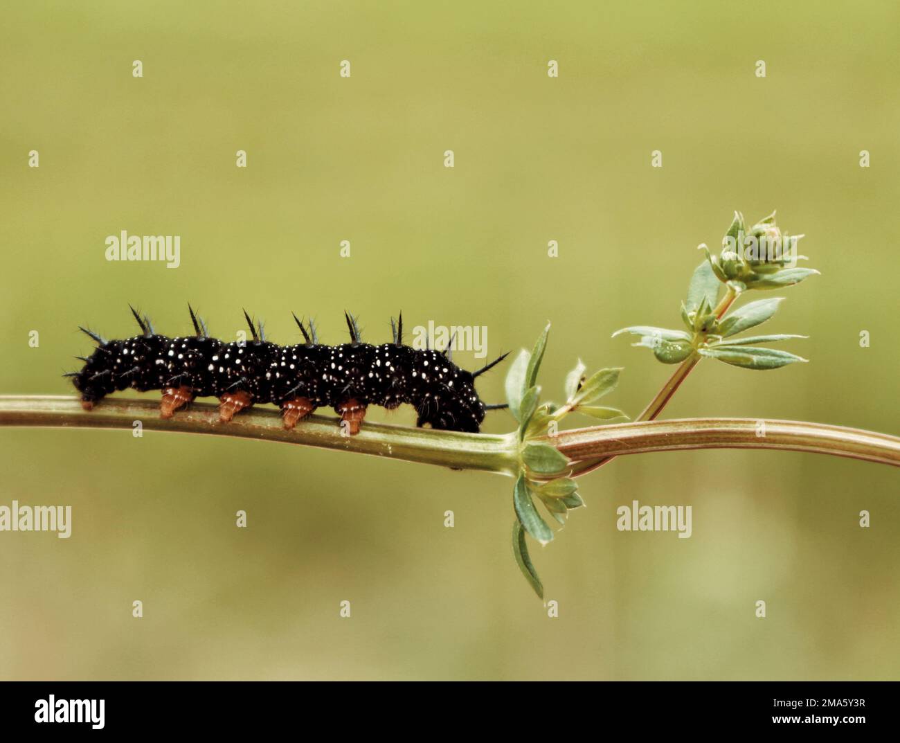 Primo piano di un bruco nero in uno stabilimento Foto Stock