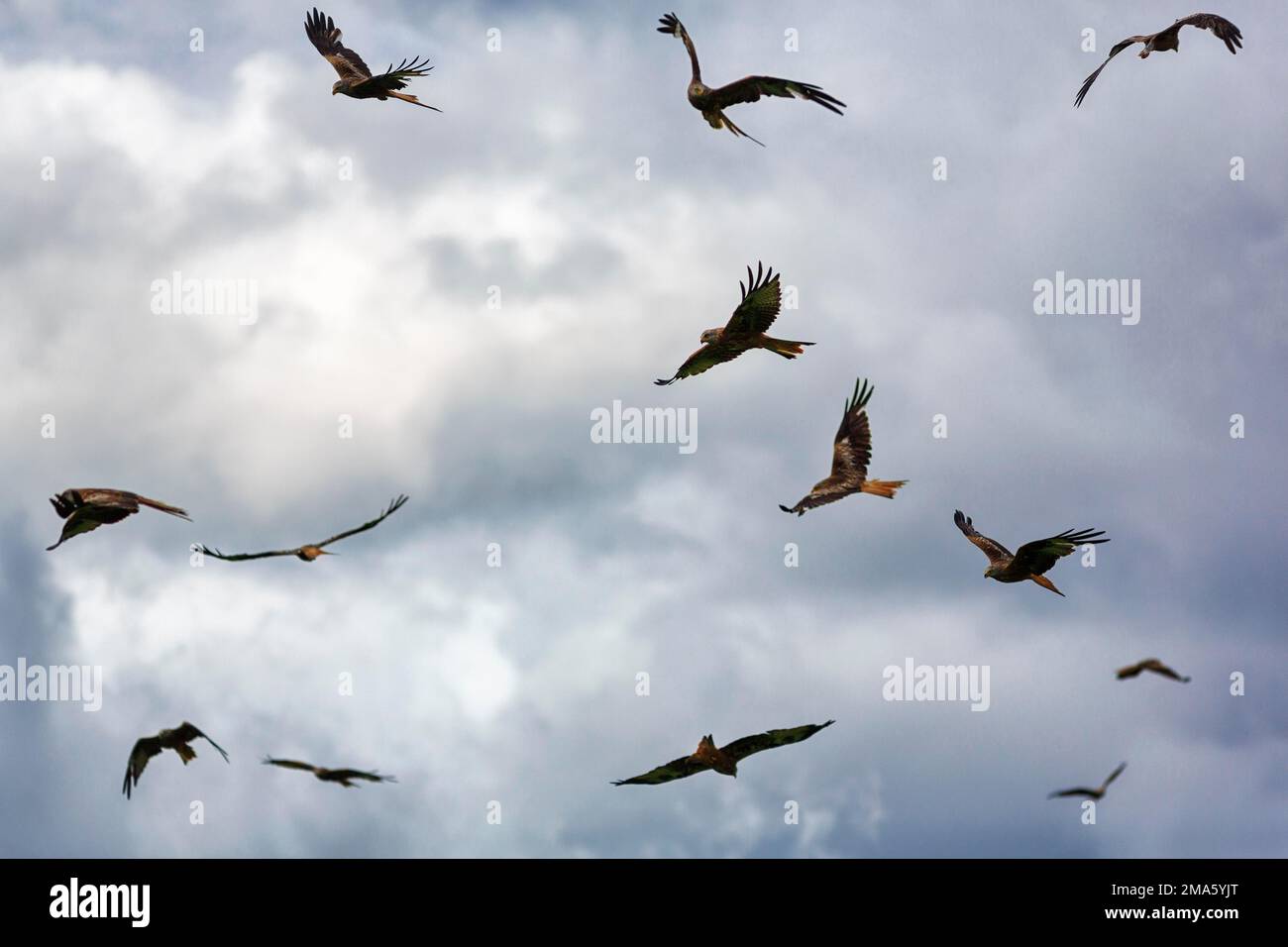 Gregge di aquiloni rossi (Milvus milvus) in volo, alla ricerca di preda, cielo nuvoloso drammatico, retroilluminazione, Galles, Gran Bretagna Foto Stock