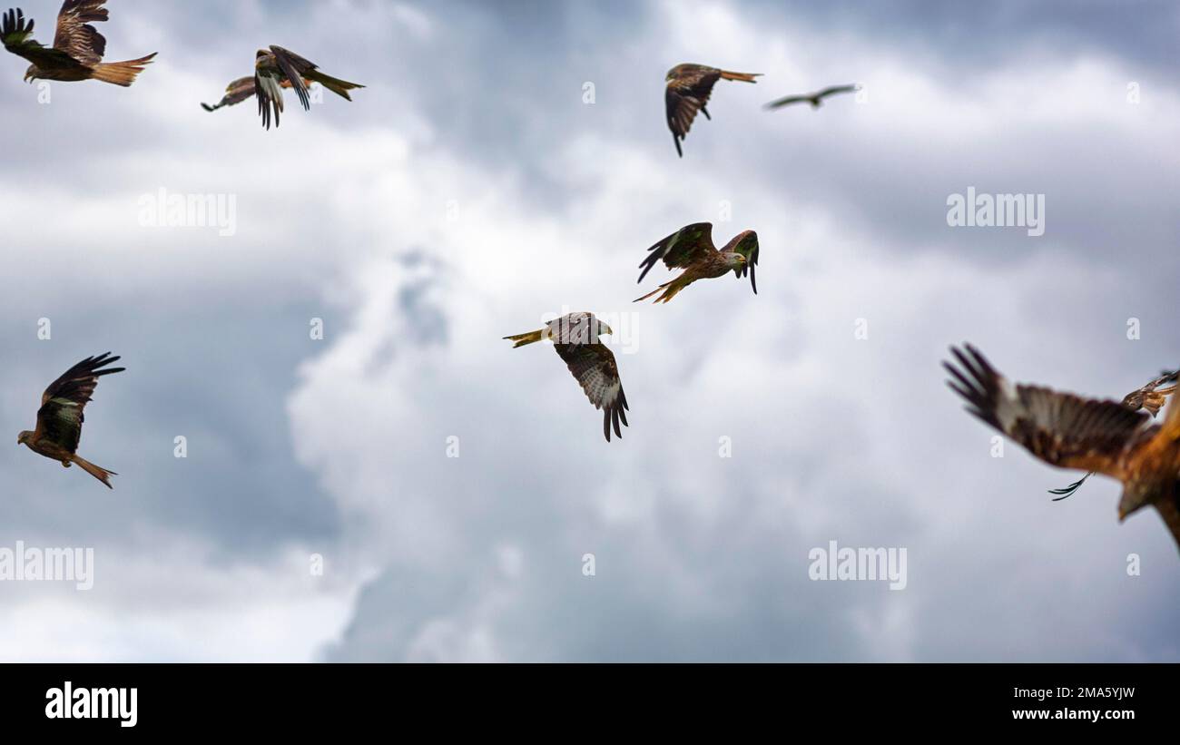 Gregge di aquiloni rossi (Milvus milvus) in volo, alla ricerca di preda, cielo nuvoloso drammatico, retroilluminazione, Galles, Gran Bretagna Foto Stock