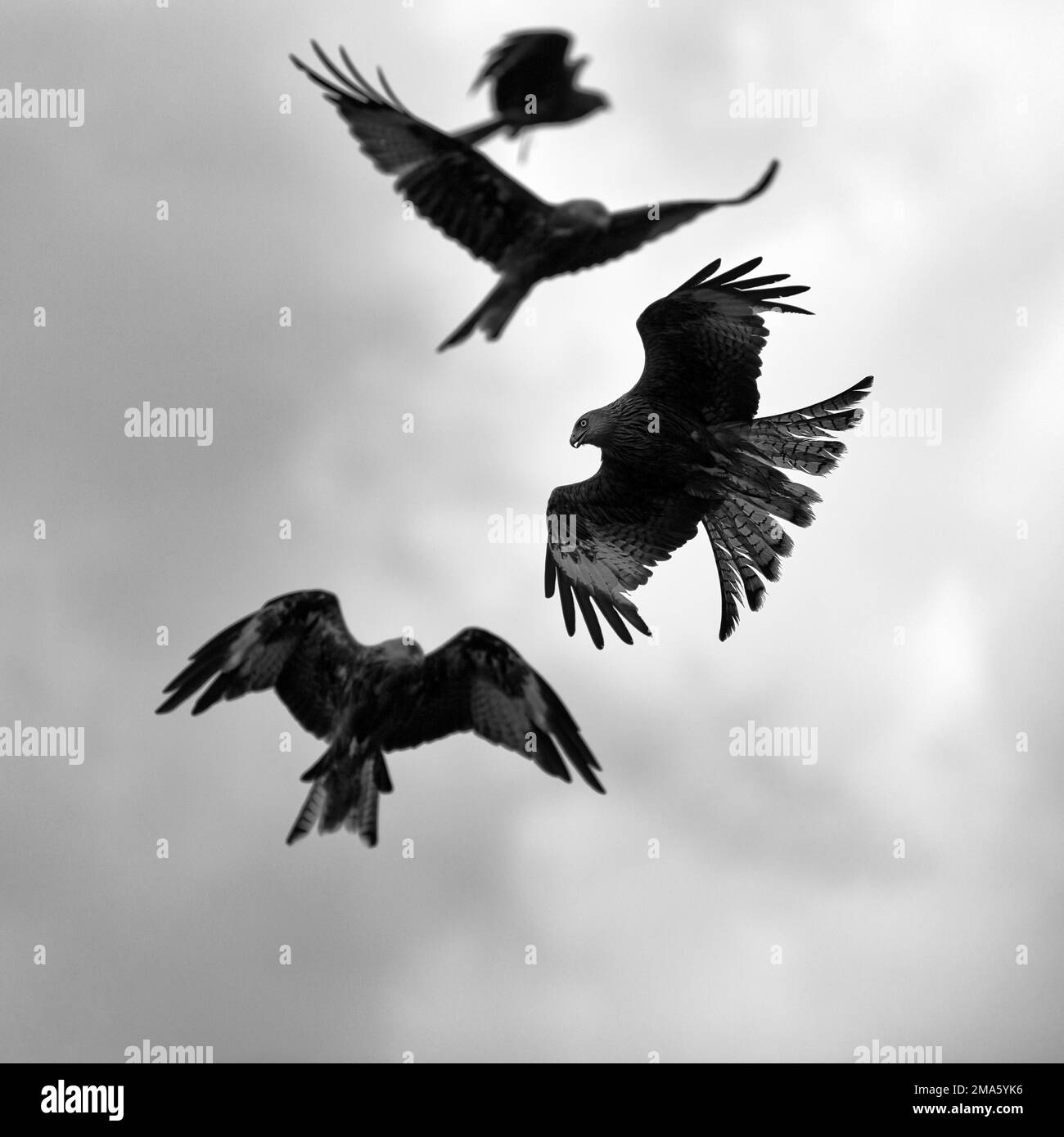 Aquiloni rossi (Milvus milvus) in volo, alla ricerca di preda, foto in bianco e nero, retroilluminazione, Galles, Gran Bretagna Foto Stock