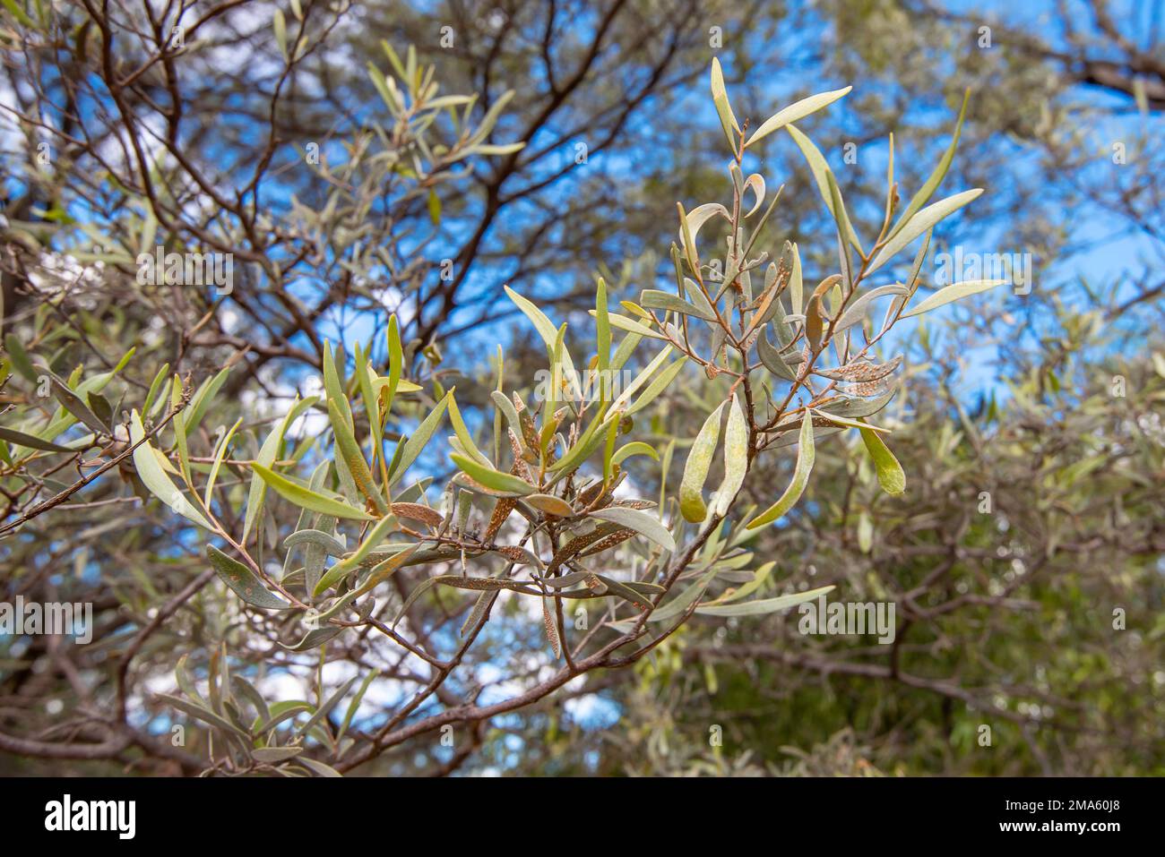 Ophelimus maskelli, noto come Eucalyptus Gall Wasp depone le sue uova sul congedo di foglie di Eucalypt che formano grumi sulla foglia Foto Stock