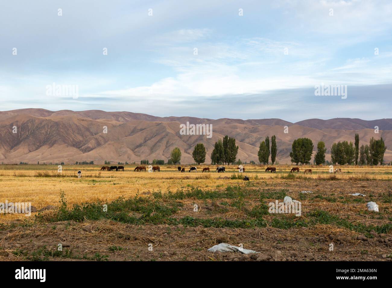 Cavalli e mucche in un pascolo sullo sfondo delle montagne, Kirghizistan Foto Stock