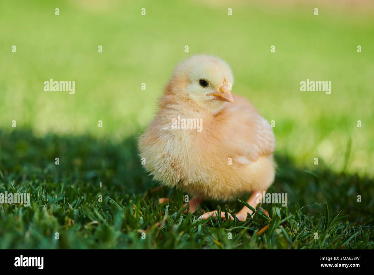 Pollo (Gallus domesticus) pulcino in legno in un prato, Slovacchia Foto Stock