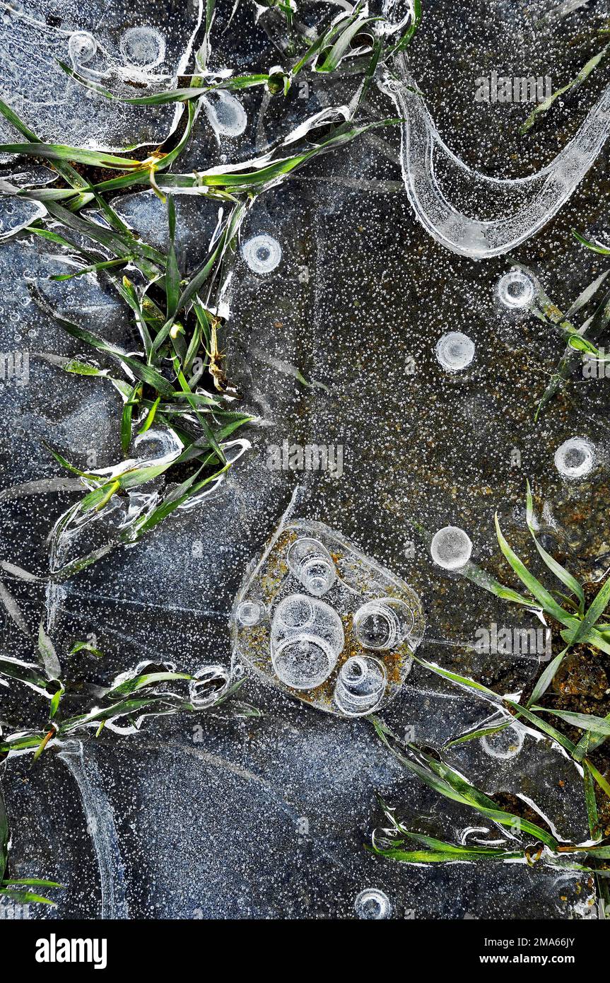 Muffe di ghiaccio con bolle e erba in pozza d'acqua, Germania Foto Stock
