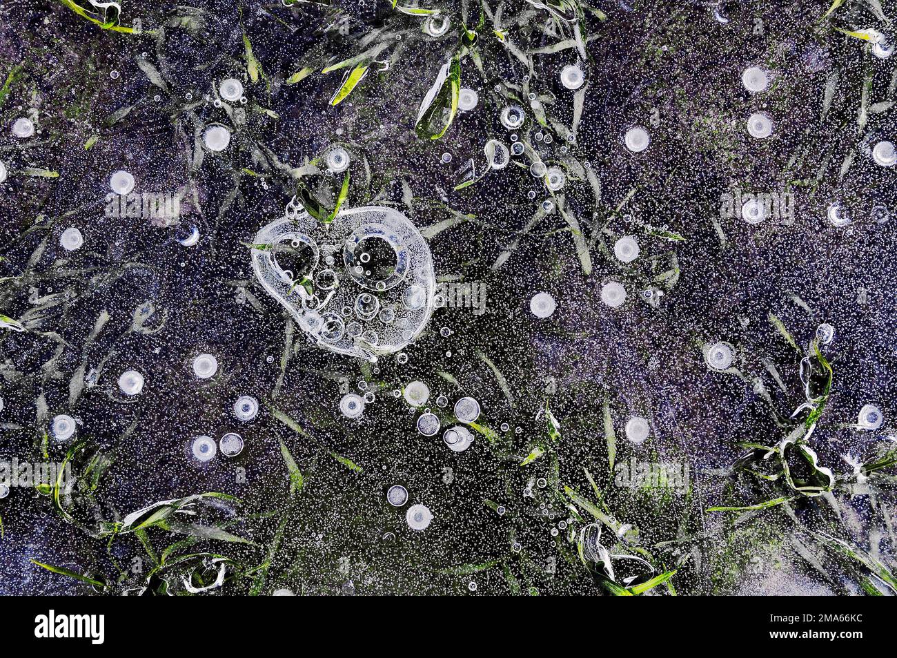 Il ghiaccio si forma con le bolle e l'erba in pozza d'acqua, Germania Foto Stock