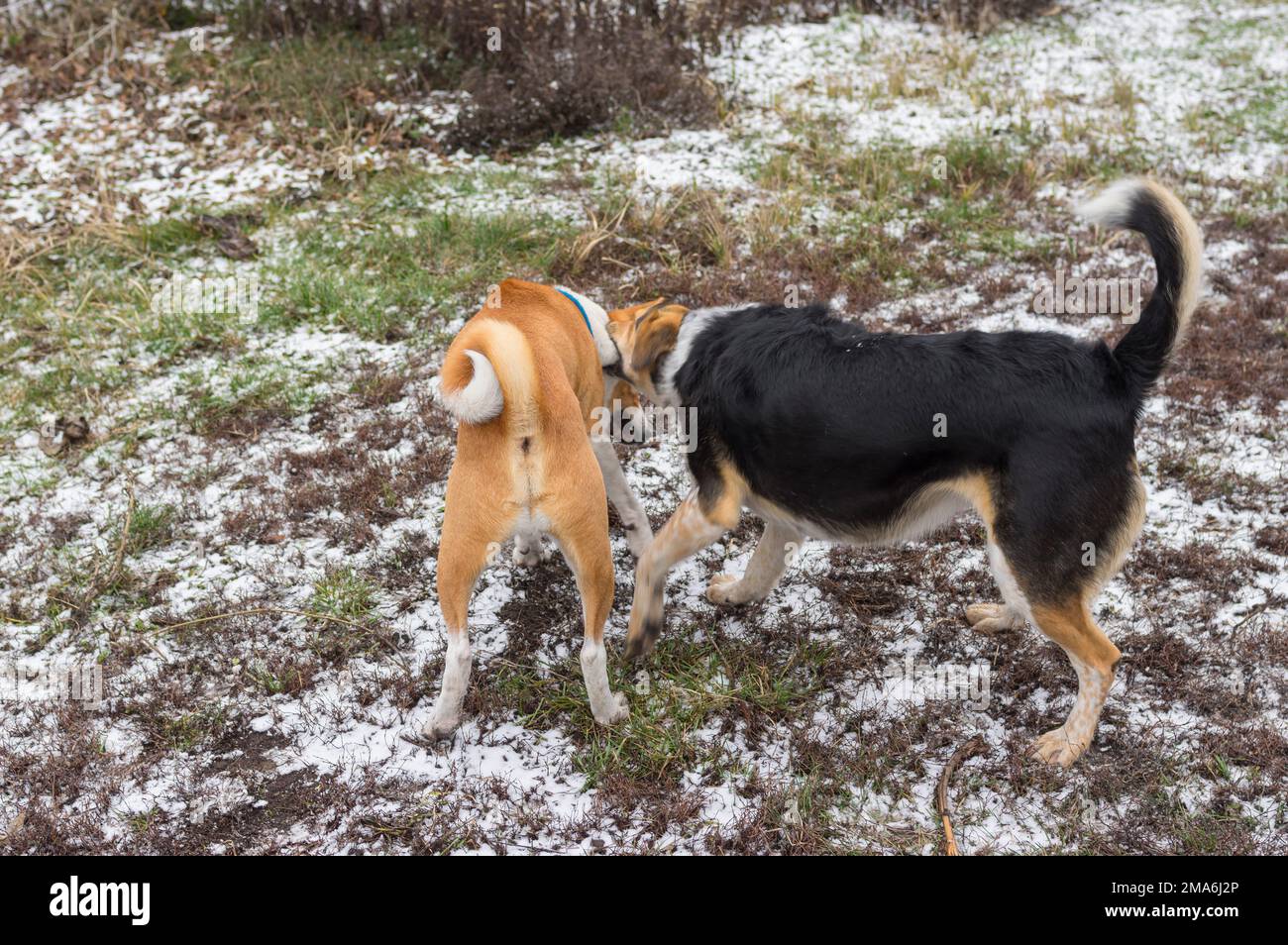 Nero caccia femmina cane mordere Basenji maschio cane sul collo mentre si gioca all'aperto su un terreno autunnale. Foto Stock