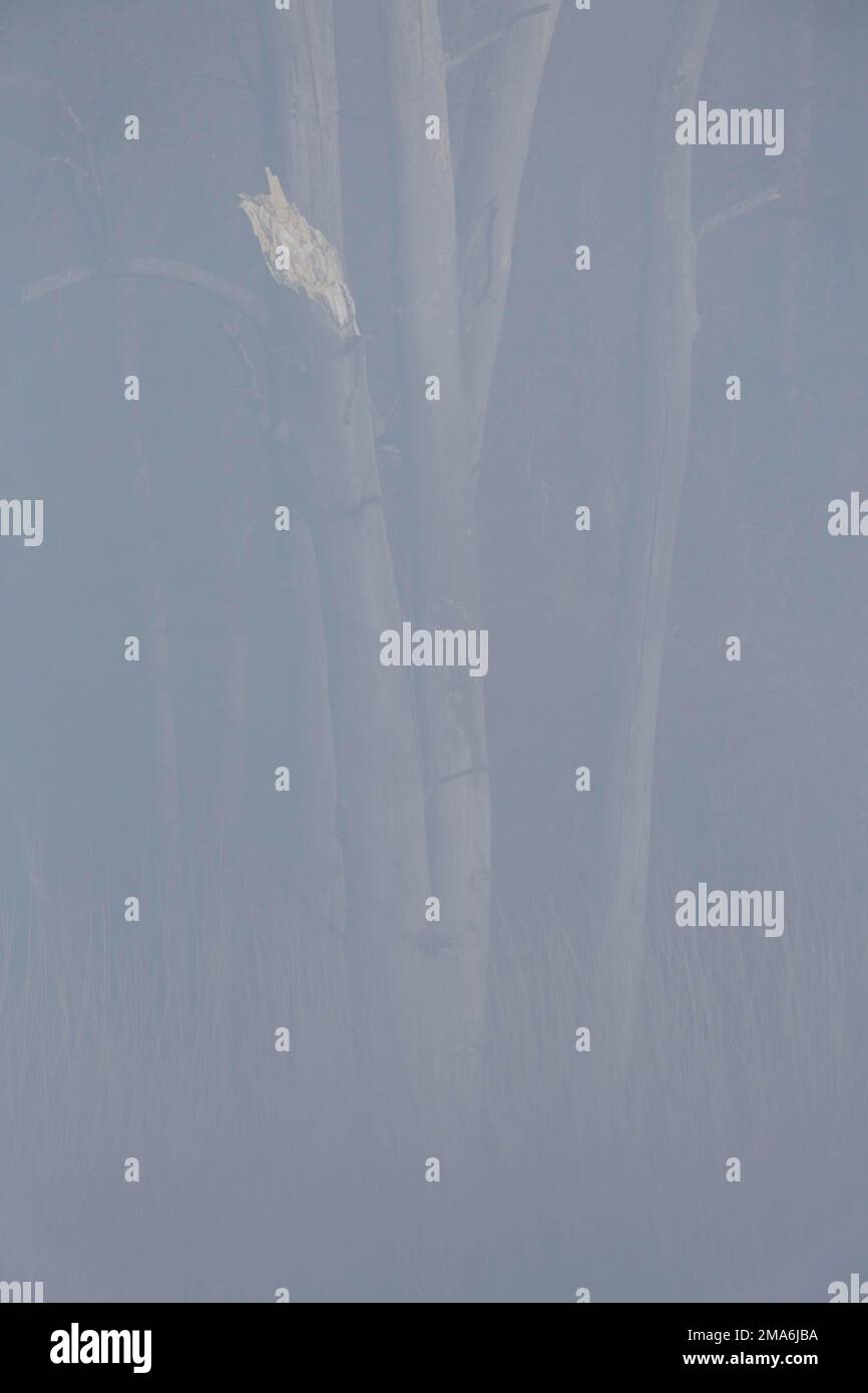 Deadwood nella nebbia, Peene Valley River Landscape Nature Park, Meclemburgo-Pomerania occidentale, Germania Foto Stock